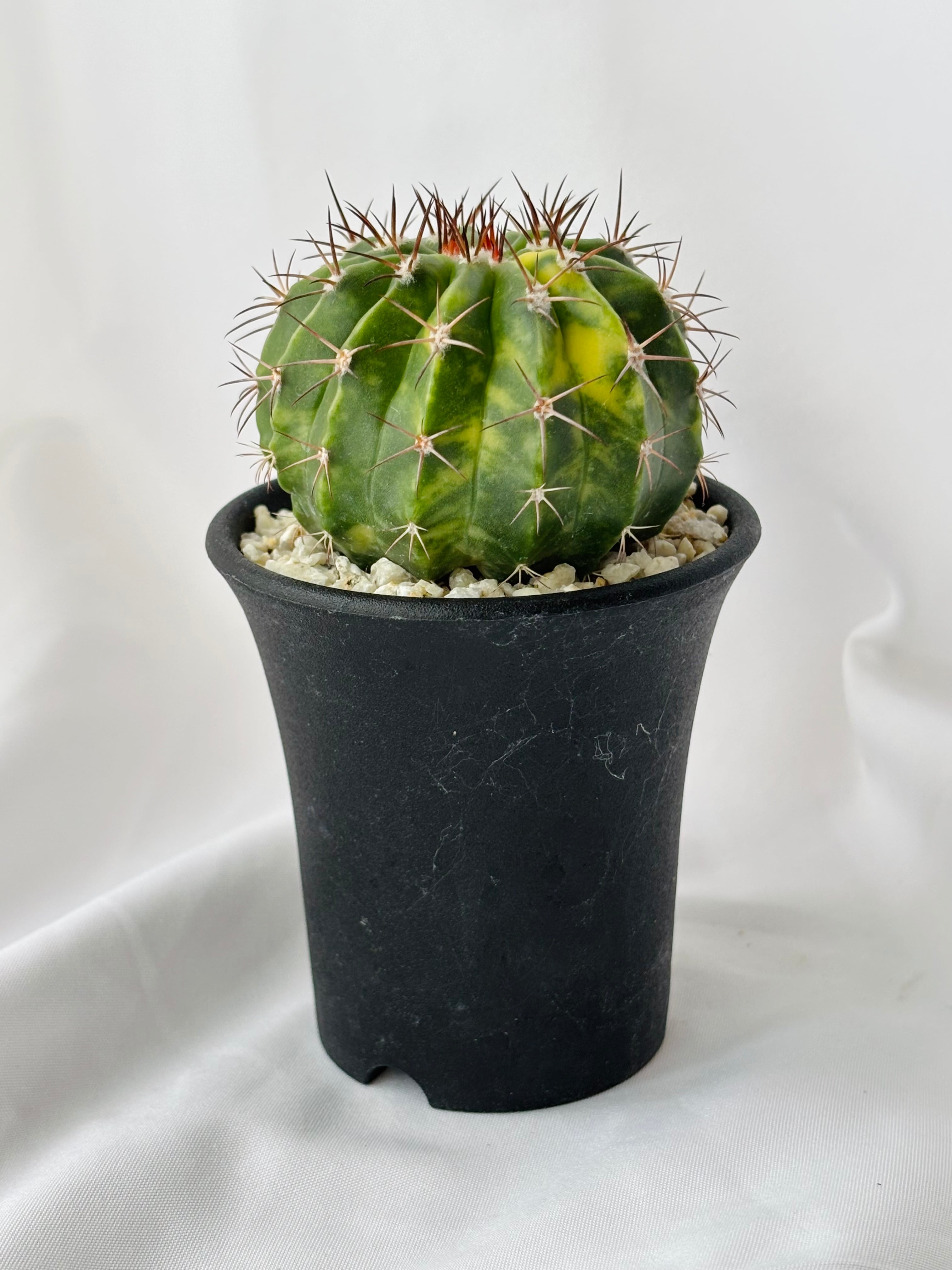 Melocactus amoenus メロカクタス 層雲錦 サボテン | plants MARU