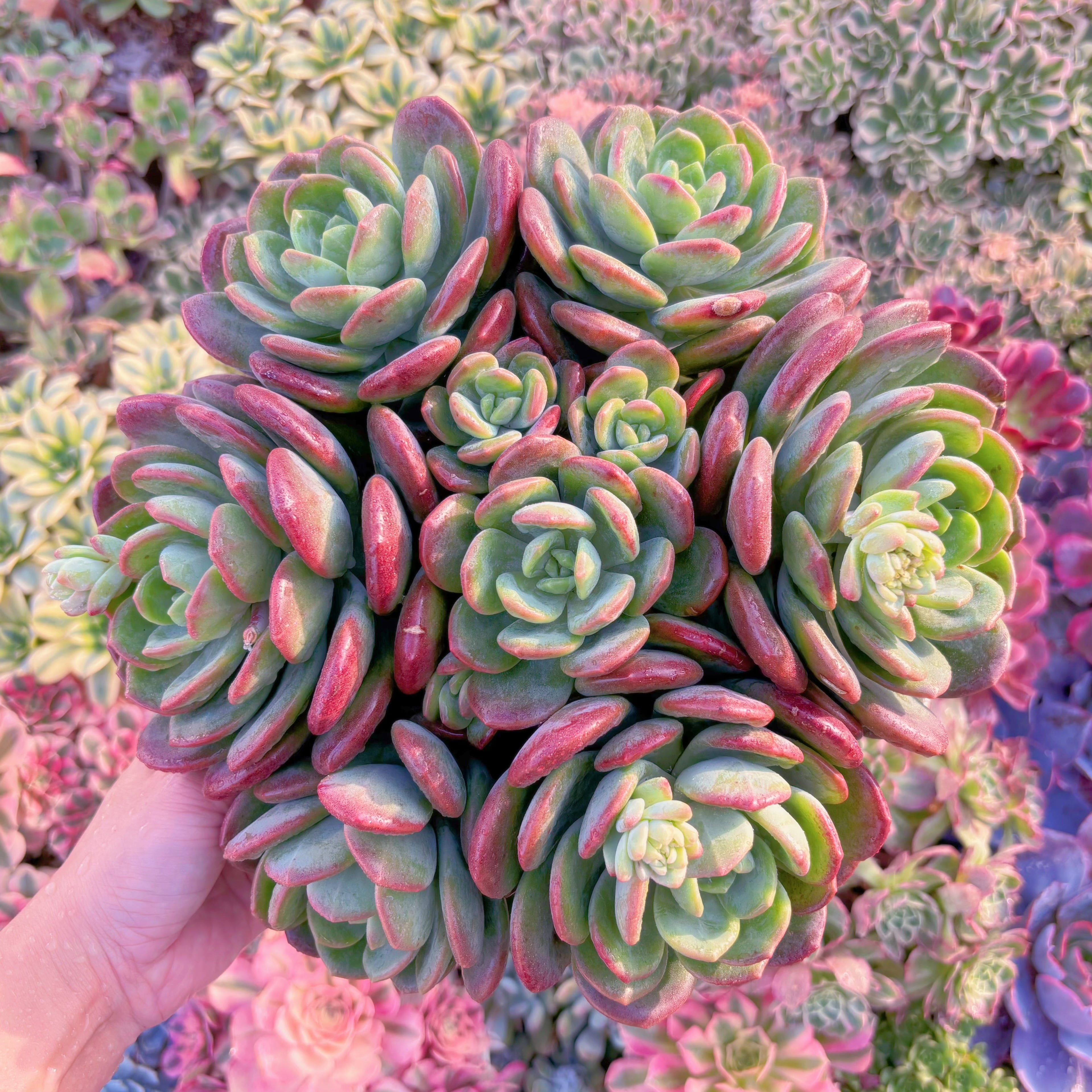 現品　ラサノカール#261　特大群生　新入荷　るる農園