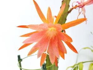 Epiphyllum hybrid 'Sea Breeze'　１０．５ｃｍＰＯＴ　３．５号鉢