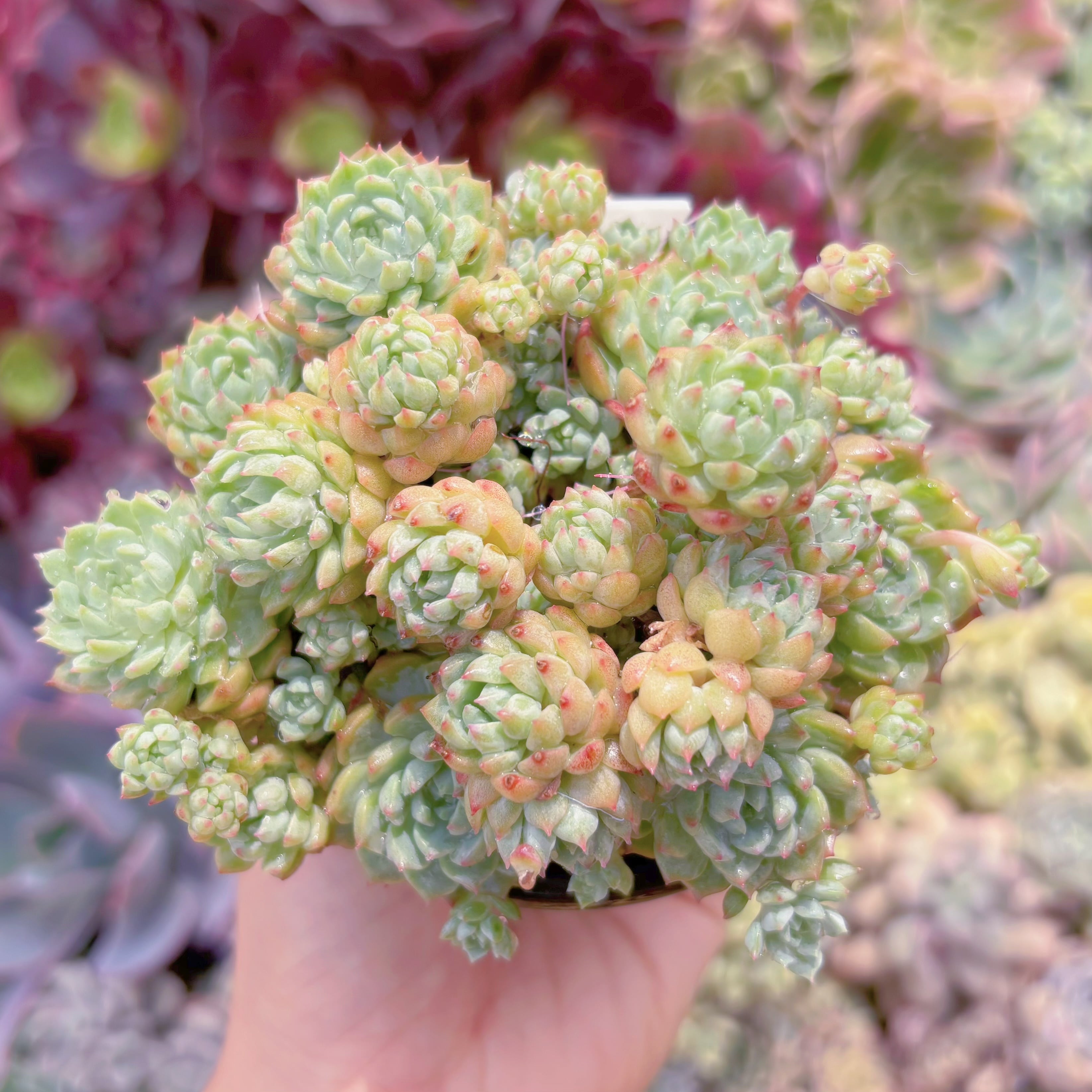 現品　ピンクベリー#C30　るる農園