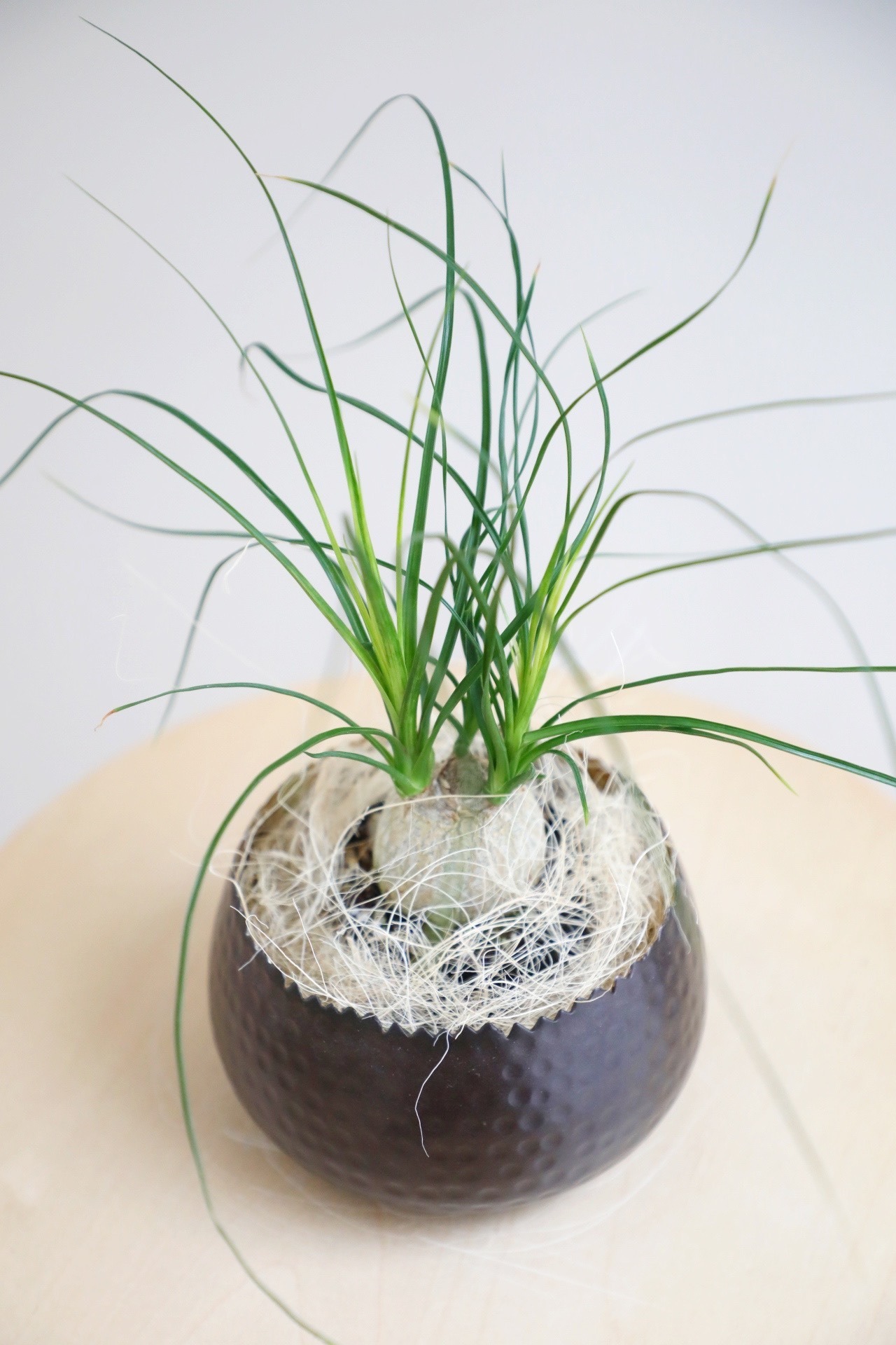 【M】トックリラン/Ponytail palm