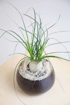 【M】トックリラン/Ponytail palm