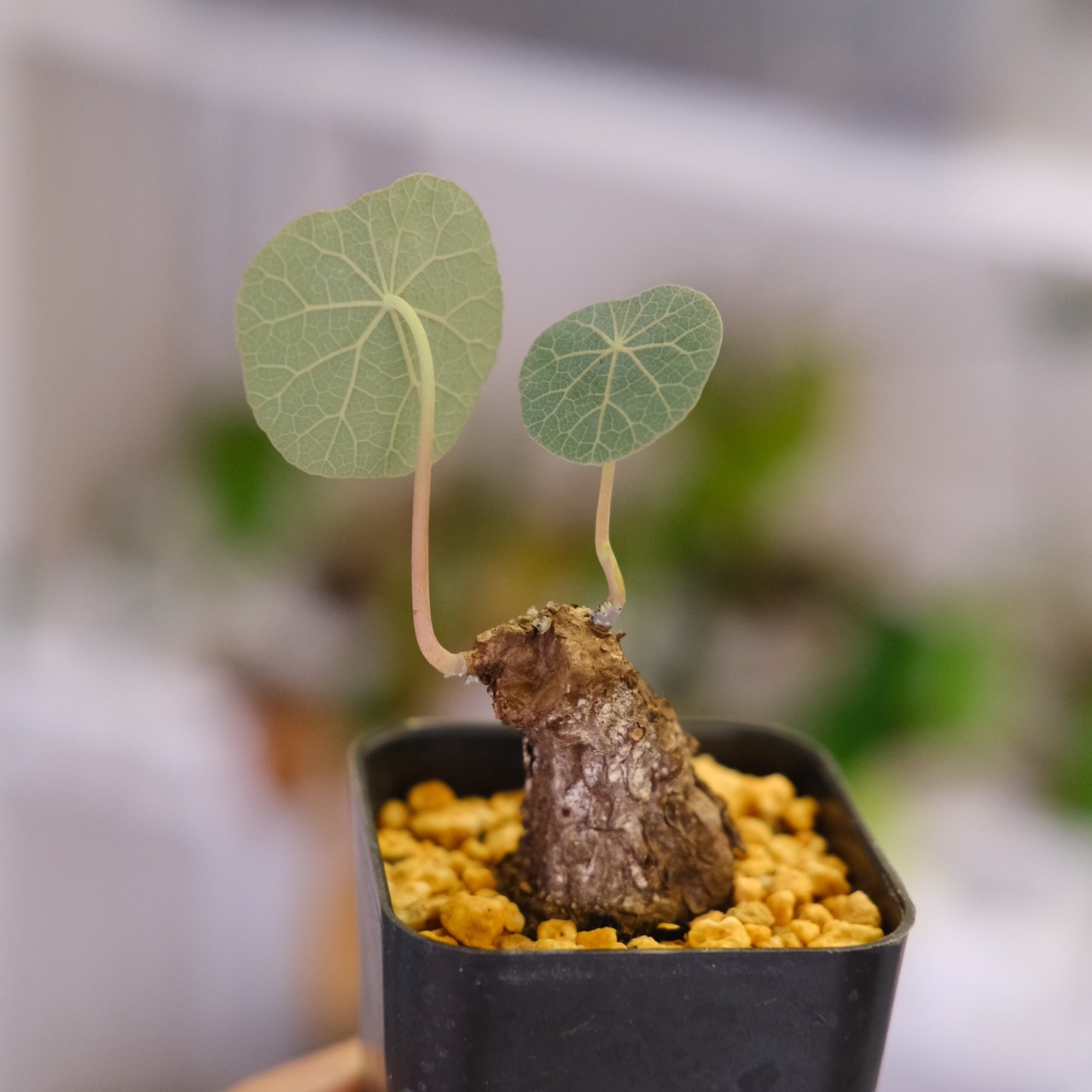 Stephania kaweesakii / ステファニア カウィーサキー㊶/ 観葉植物