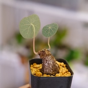 Stephania kaweesakii / ステファニア カウィーサキー㊶/ 観葉植物