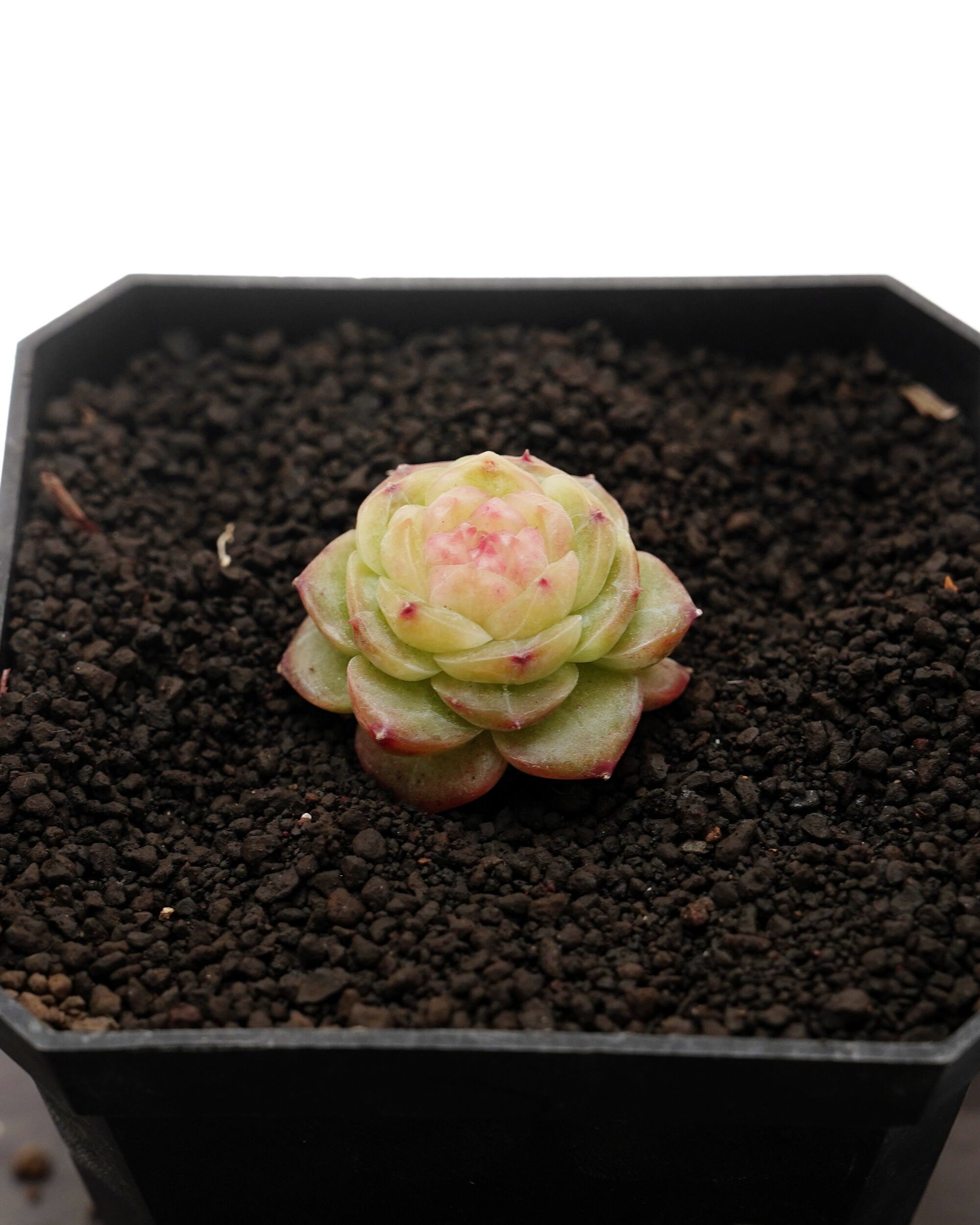 レア種・新品種 | PUKUBOOK SUCCULENTS