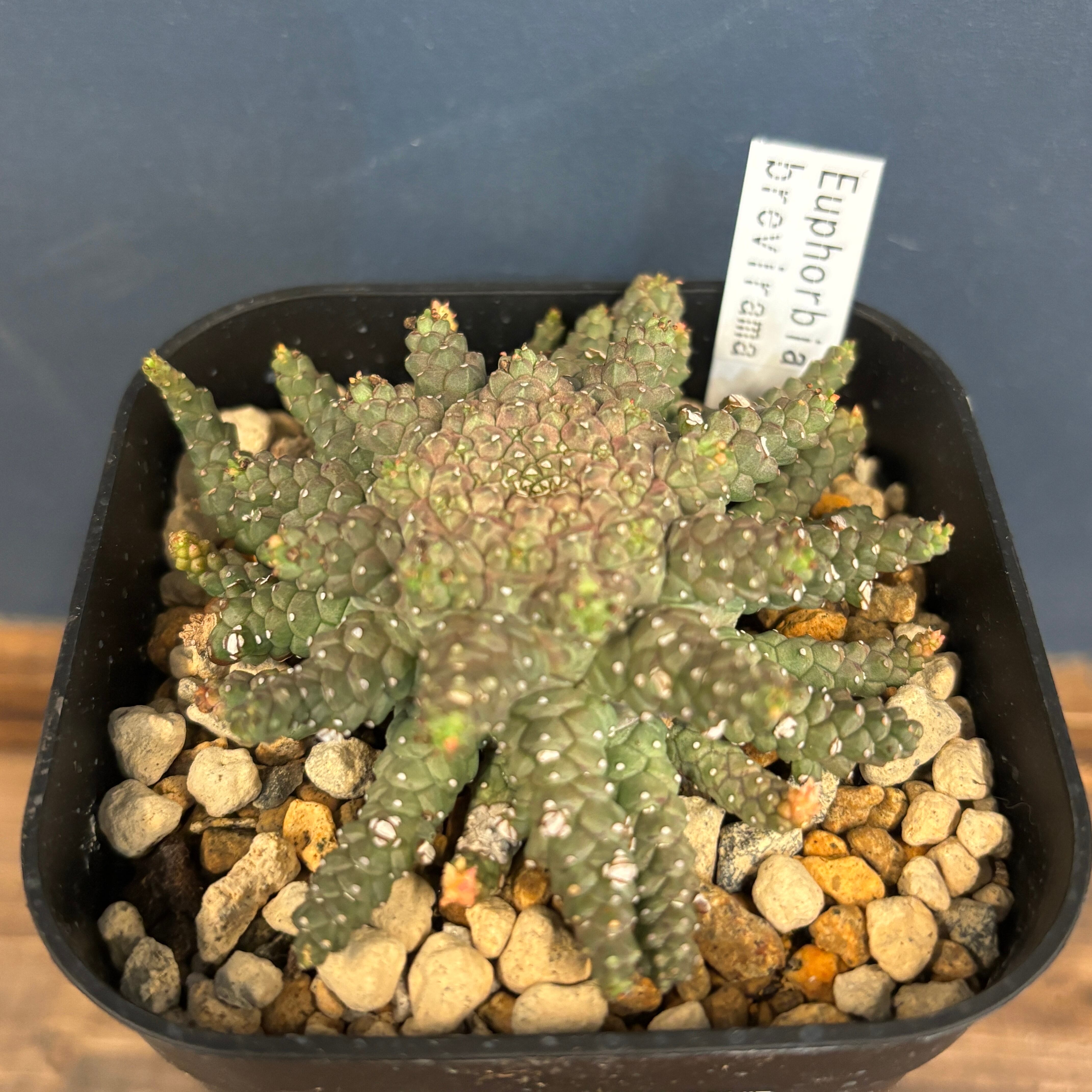 Euphorbia breviramaユーフォルビア☆ブレビラマ☆タコもの☆多肉植物☆