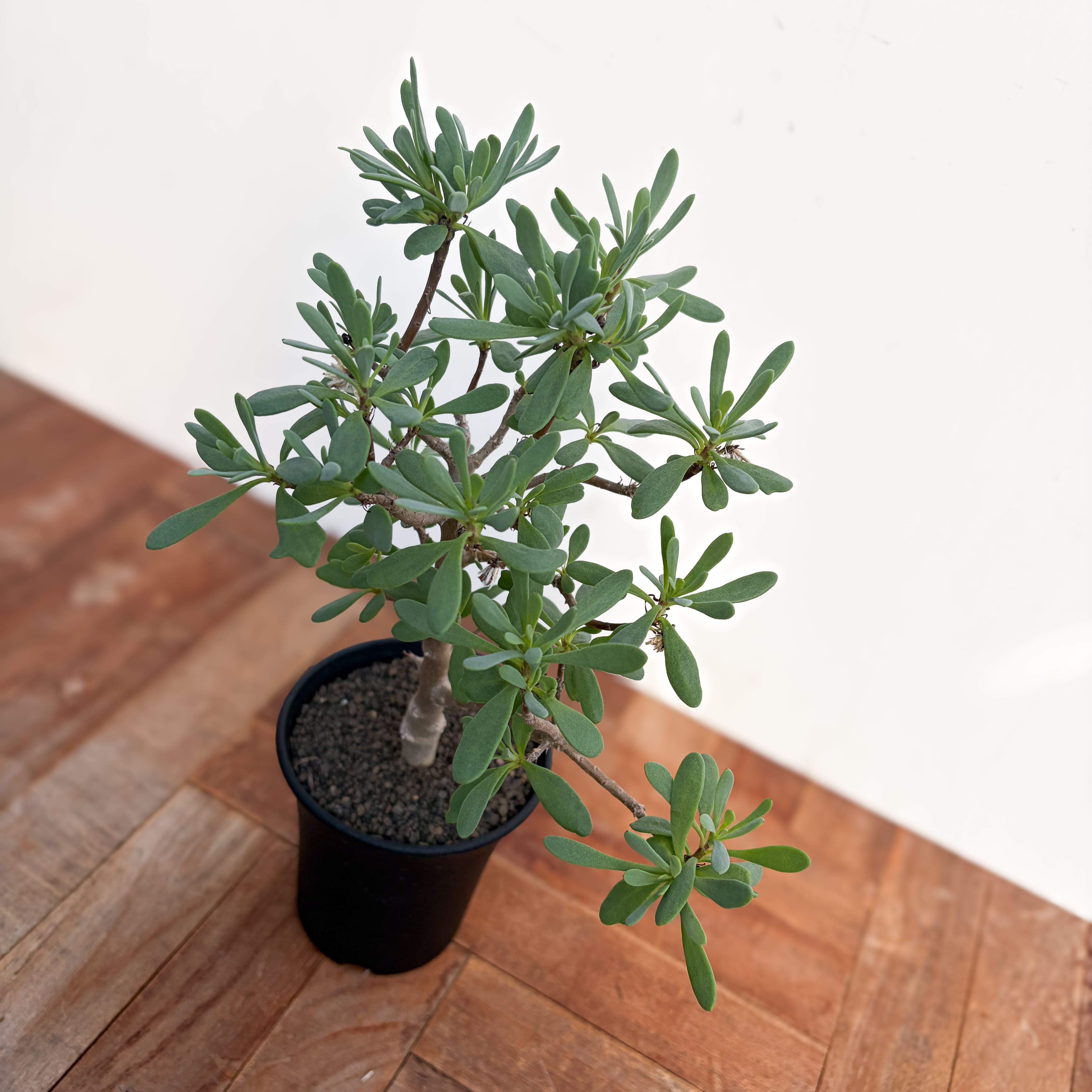 オントナ アルブスクラ 灌木 塊根植物 冬型 現地球 インドアジャングル