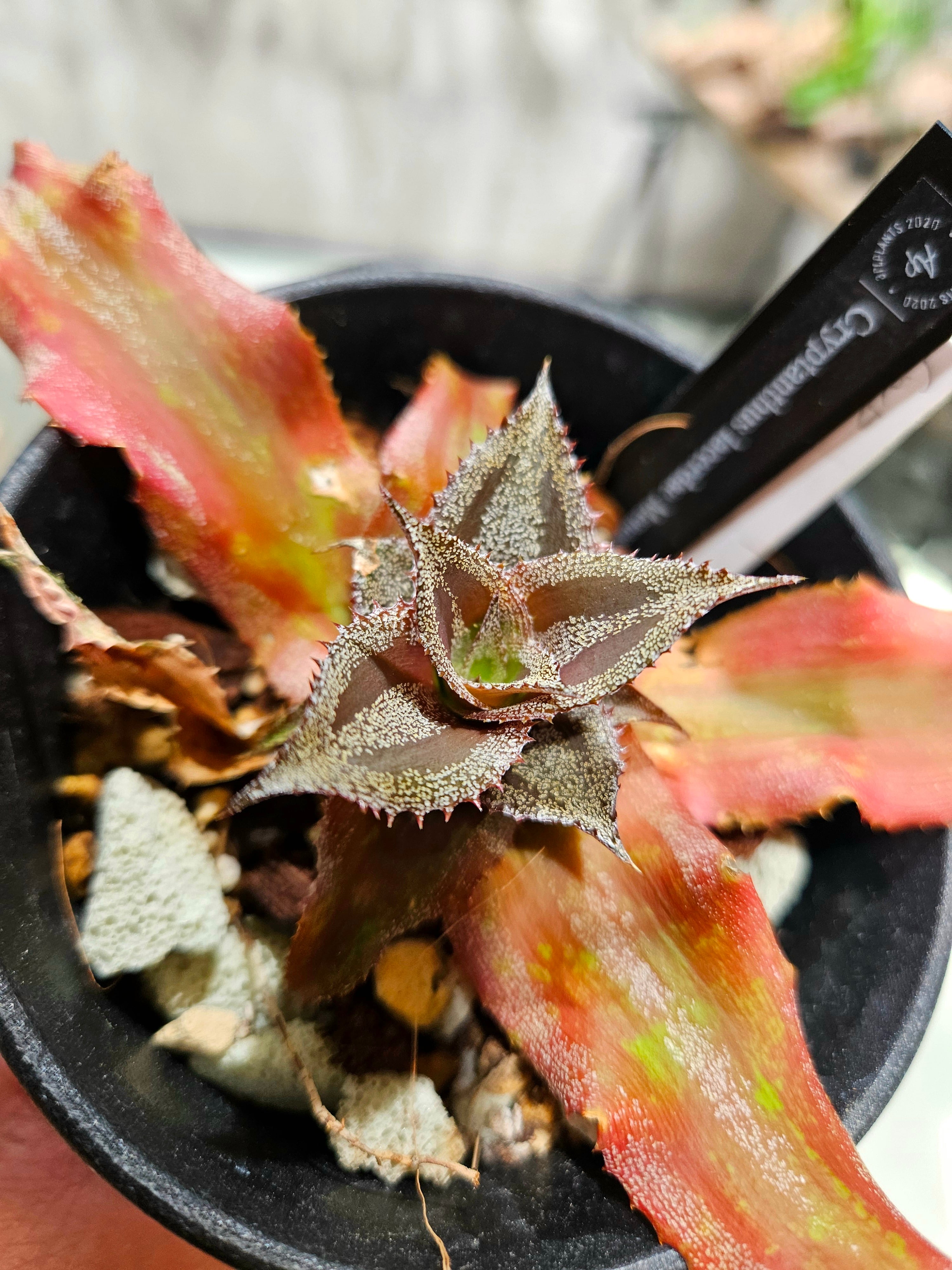 Cryptanthus Lacerdae Menescal 【artPLANTs/PLANTS GARAGE