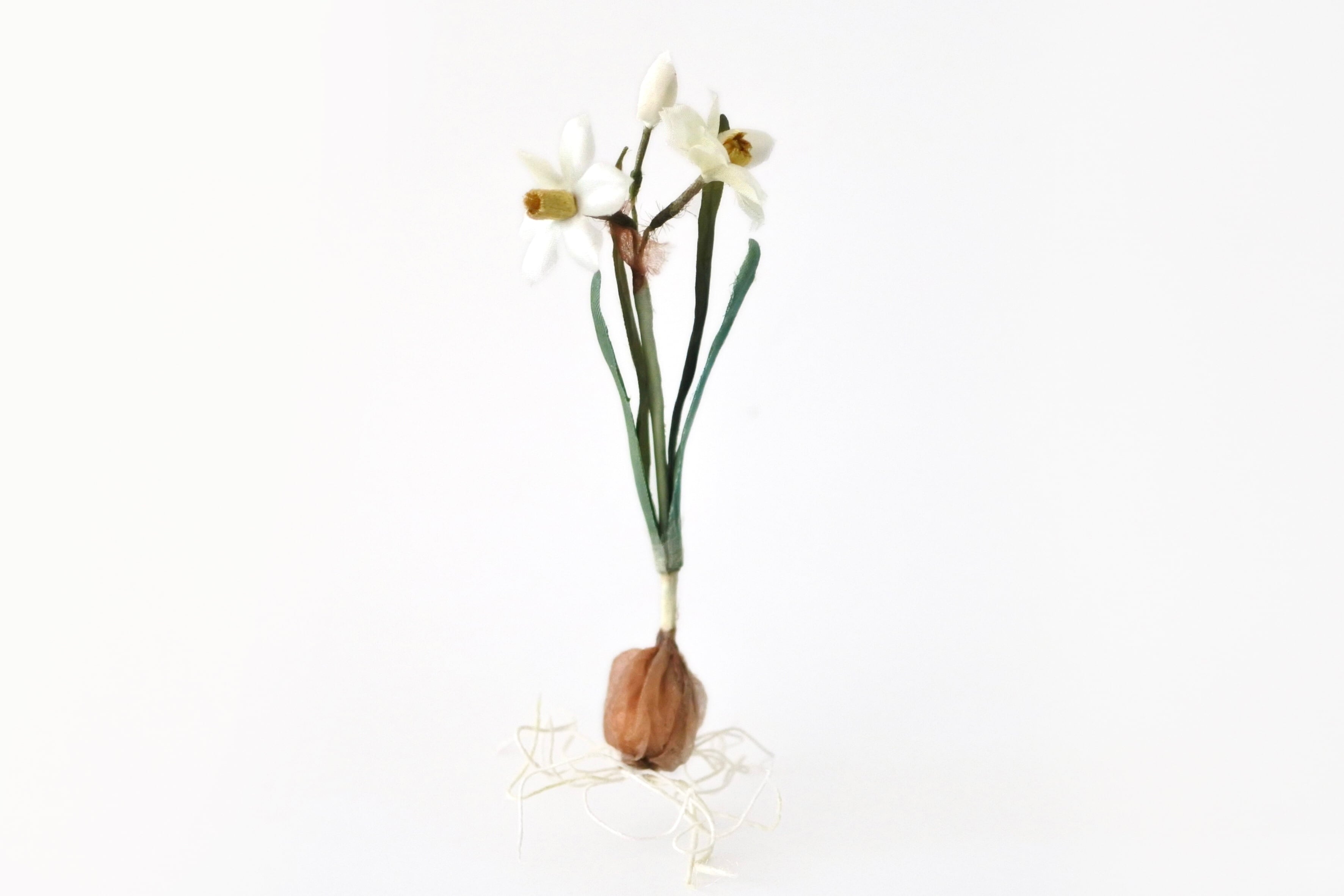 染め花 Horry 球根付きのスイセン (2輪) | cotory