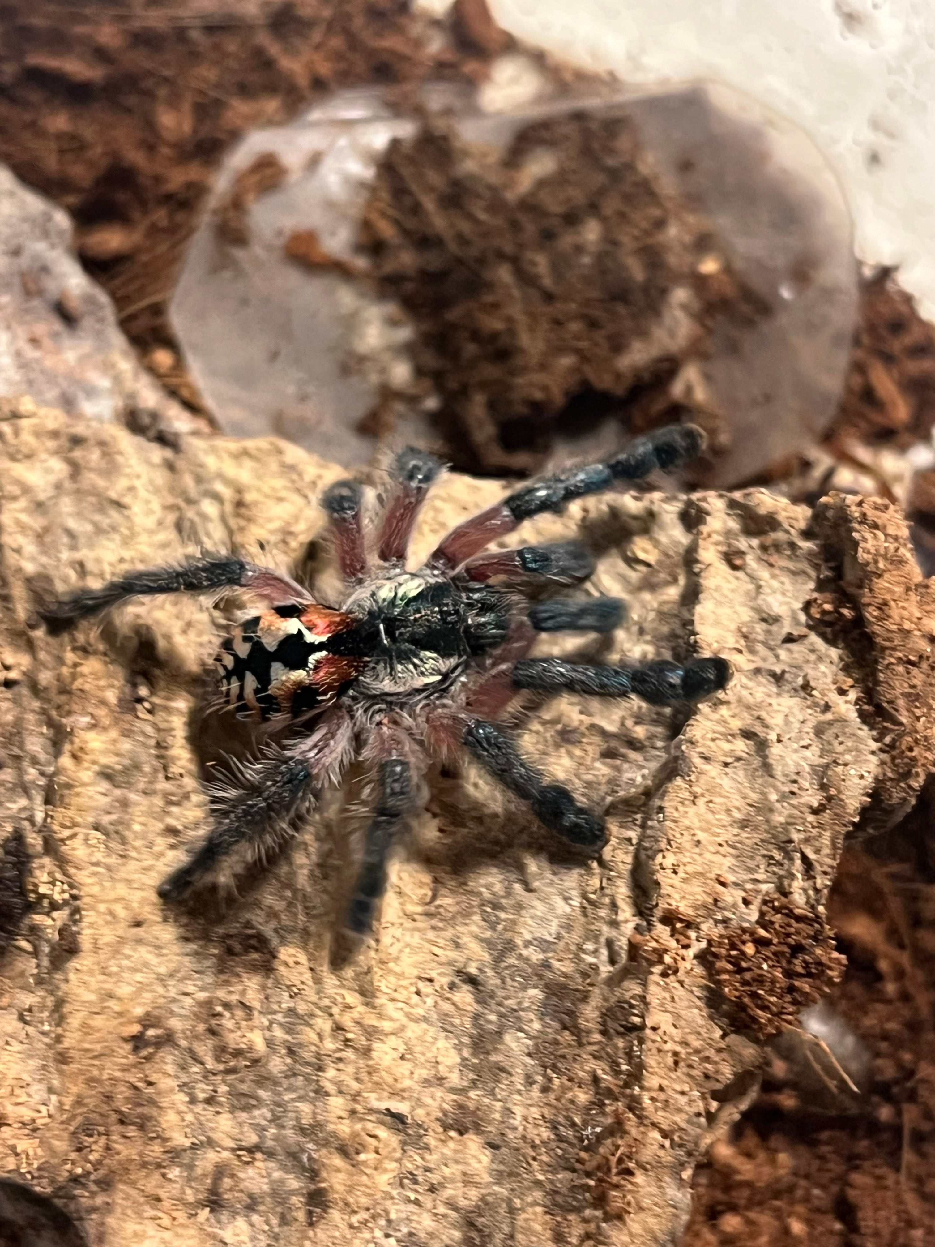 クルバ・クリサナ師 蜘蛛（スパイダー)プラクルアン Phoneutria、ブラジルのさまようくも、武装のスパイダー、または