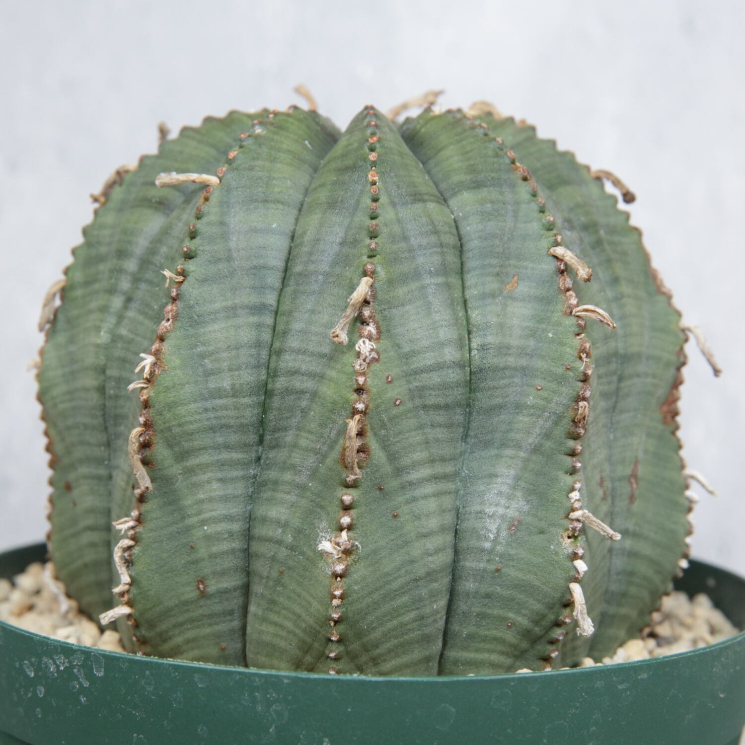 超大株 9.2cm まん丸 良型 オベサ / ユーフォルビア | LIGHTHOUSE