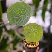 Stephania kaweesakii / ステファニア カウィーサキー⑯ / 観葉植物