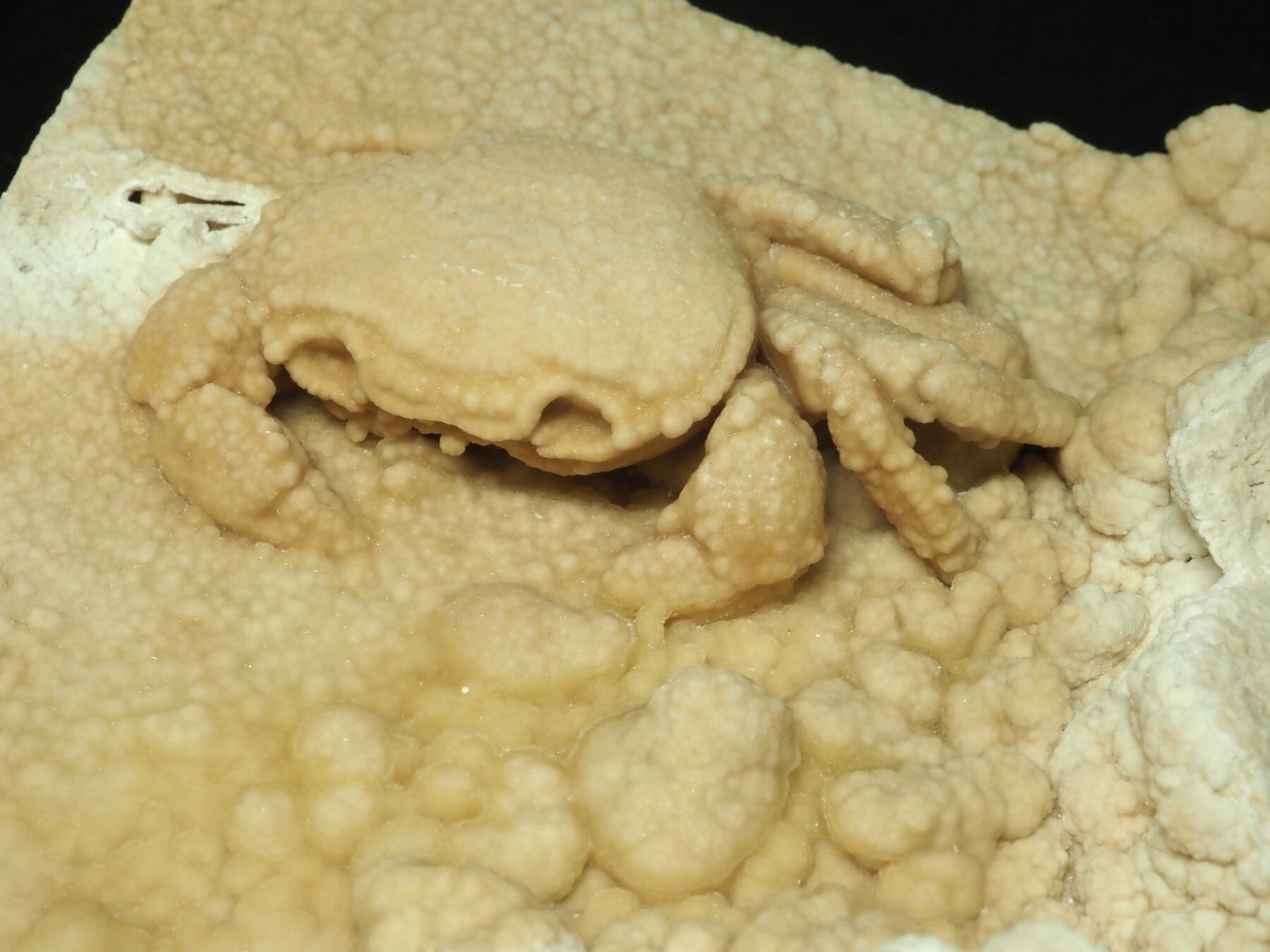 カニの化石【Potamon sp.】【844 g】トルコ共和国産/蟹/エビ/魚 | 化石