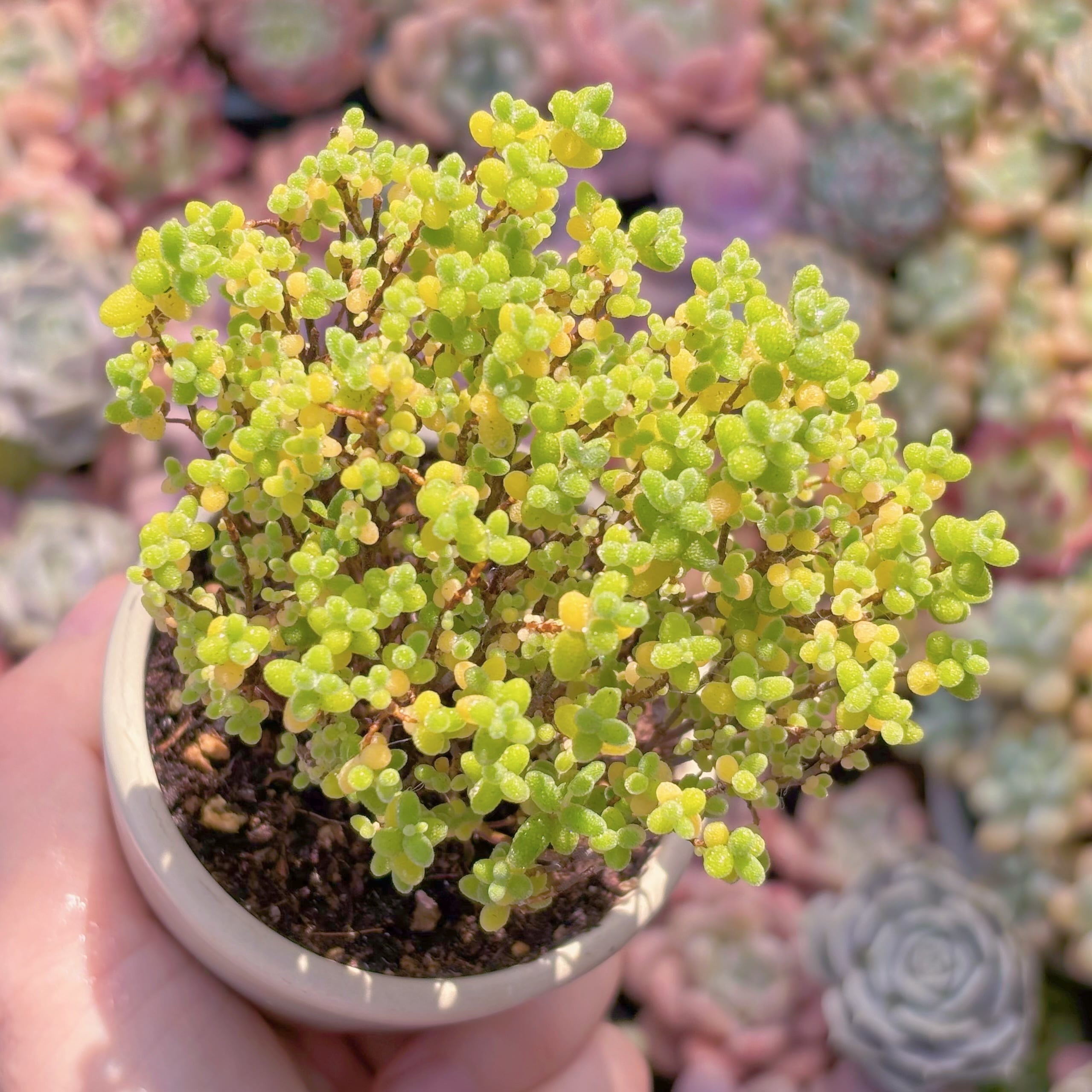 多肉植物　ドロサンテマム　金桔糖球(L)　新入荷　るる農園