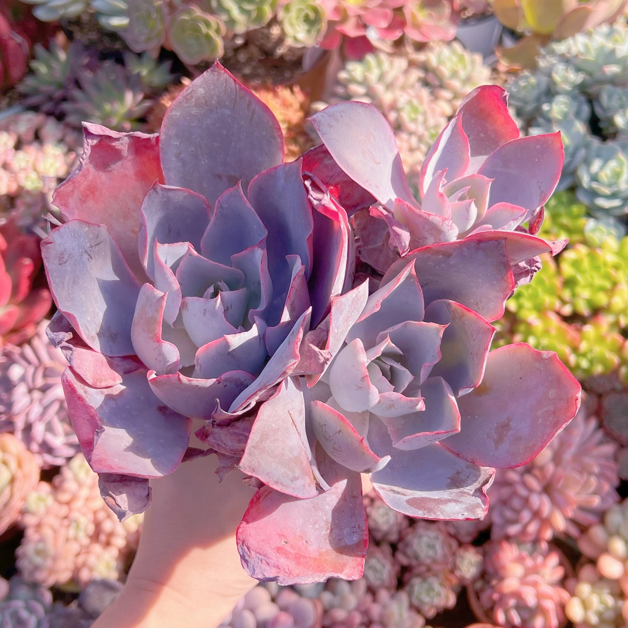 多肉植物 アフターグロー 特大群生 新入荷 | るる農園~多肉植物専門
