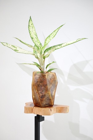 【M】デヘンバキア スターブライト　※【土不使用】グラスポット付き