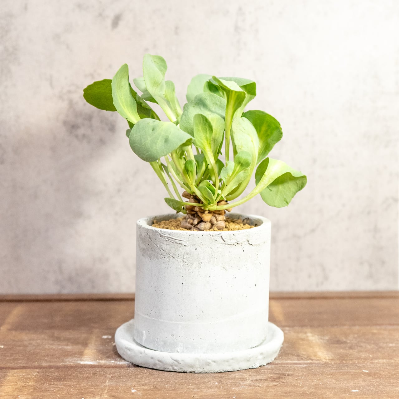 手づくりモルタル鉢が引き立てるオトンナ・ヘレー。無機質な質感と有機的な造形美が融合した、モダンな佇まいの一点物セット|虫発生抑制