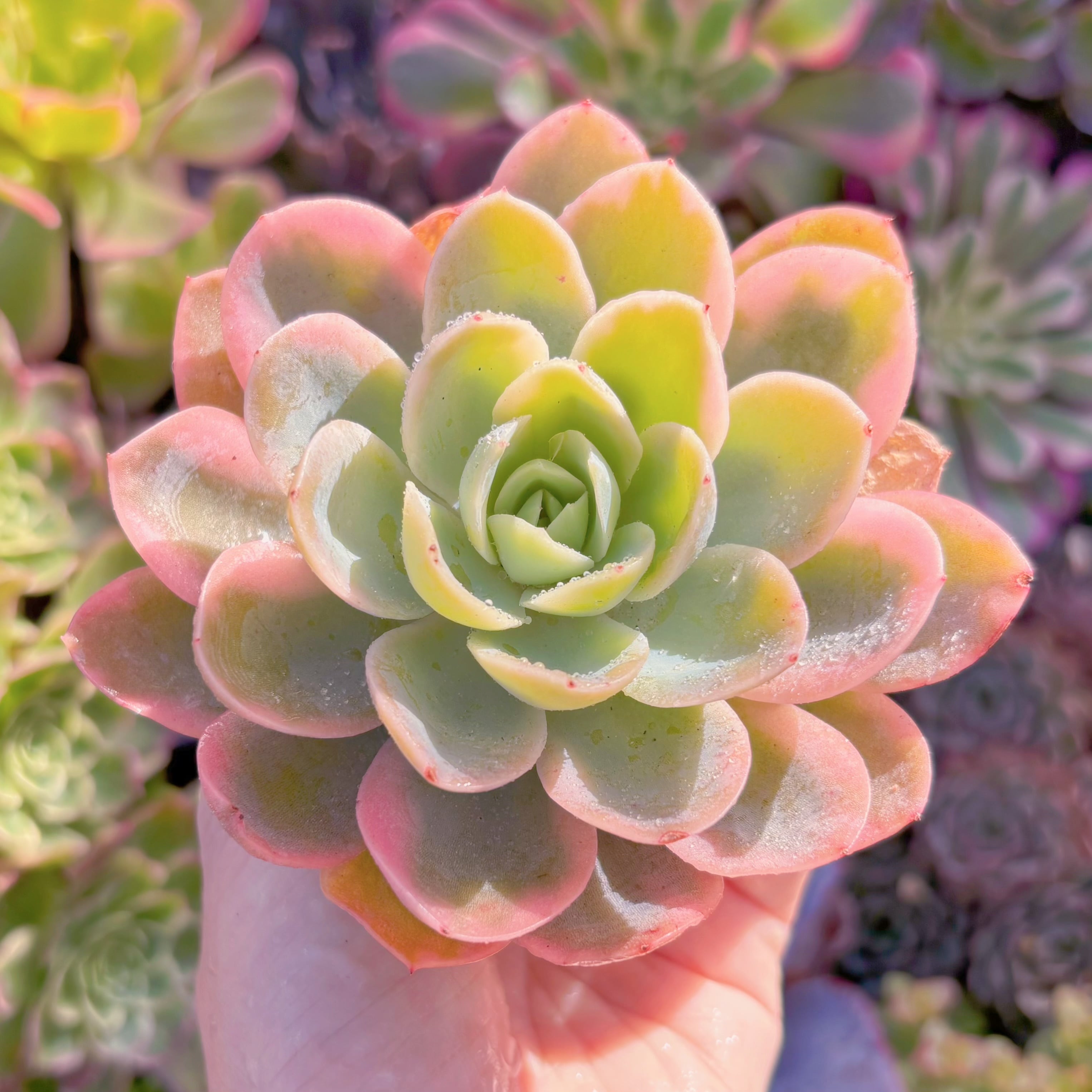 多肉植物 ピンクベラ錦 新入荷 るる農園 | るる農園~多肉植物専門