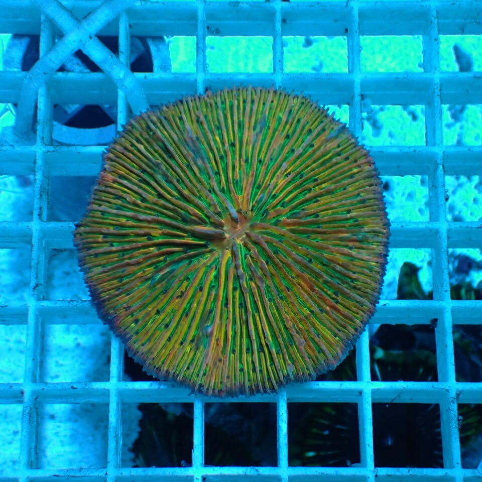 ネット入り天然ライブロック(クラッシュ)500g | HOUSE REEF(ハウス