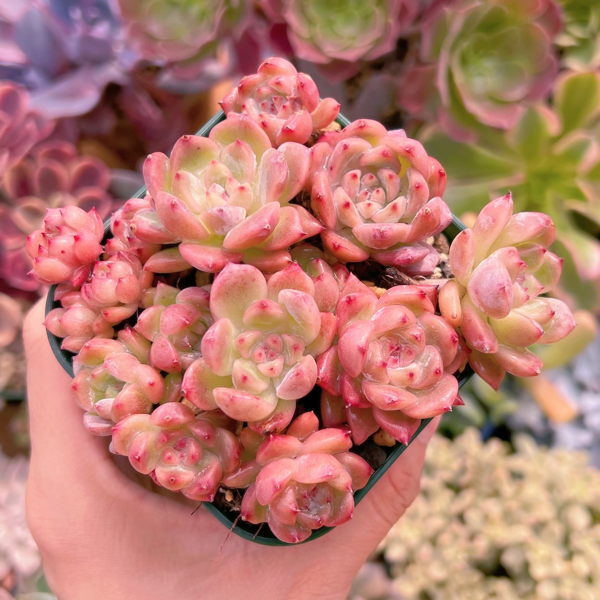 現品　レッドベルベットxラウイ#1132　るる農園