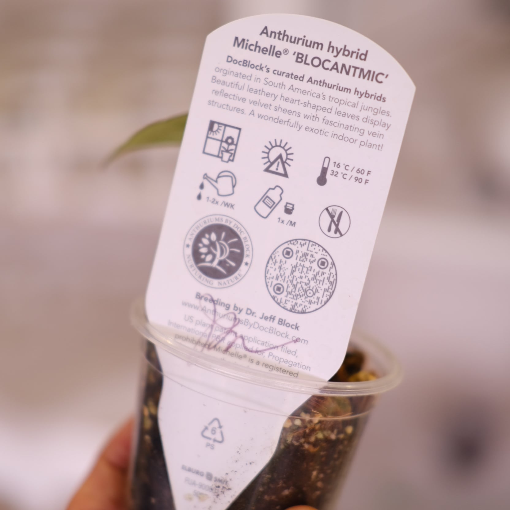 正規タグ】Anthurium 'Michelle' by DOC BLOCK│アンスリウム