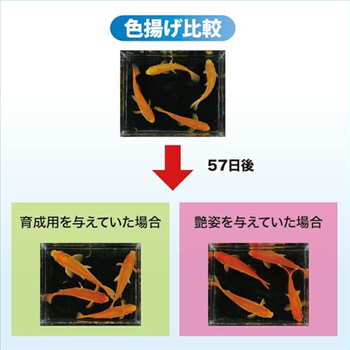 Hikari (ヒカリ) 咲ひかり 金魚 艶姿 特級色揚 沈下 500g (x 1) | PAY ID