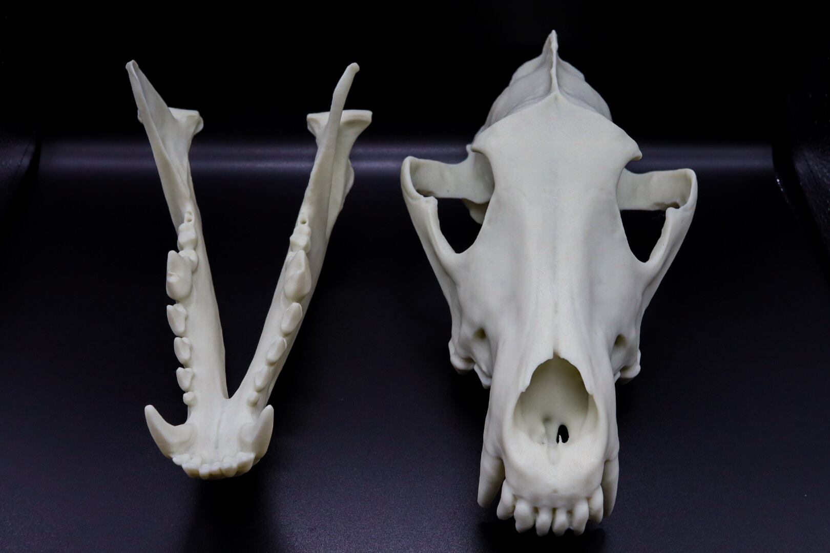 タイリクオオカミ原寸大頭骨模型 | 生き物グッズ屋〈4C-UNIT〉