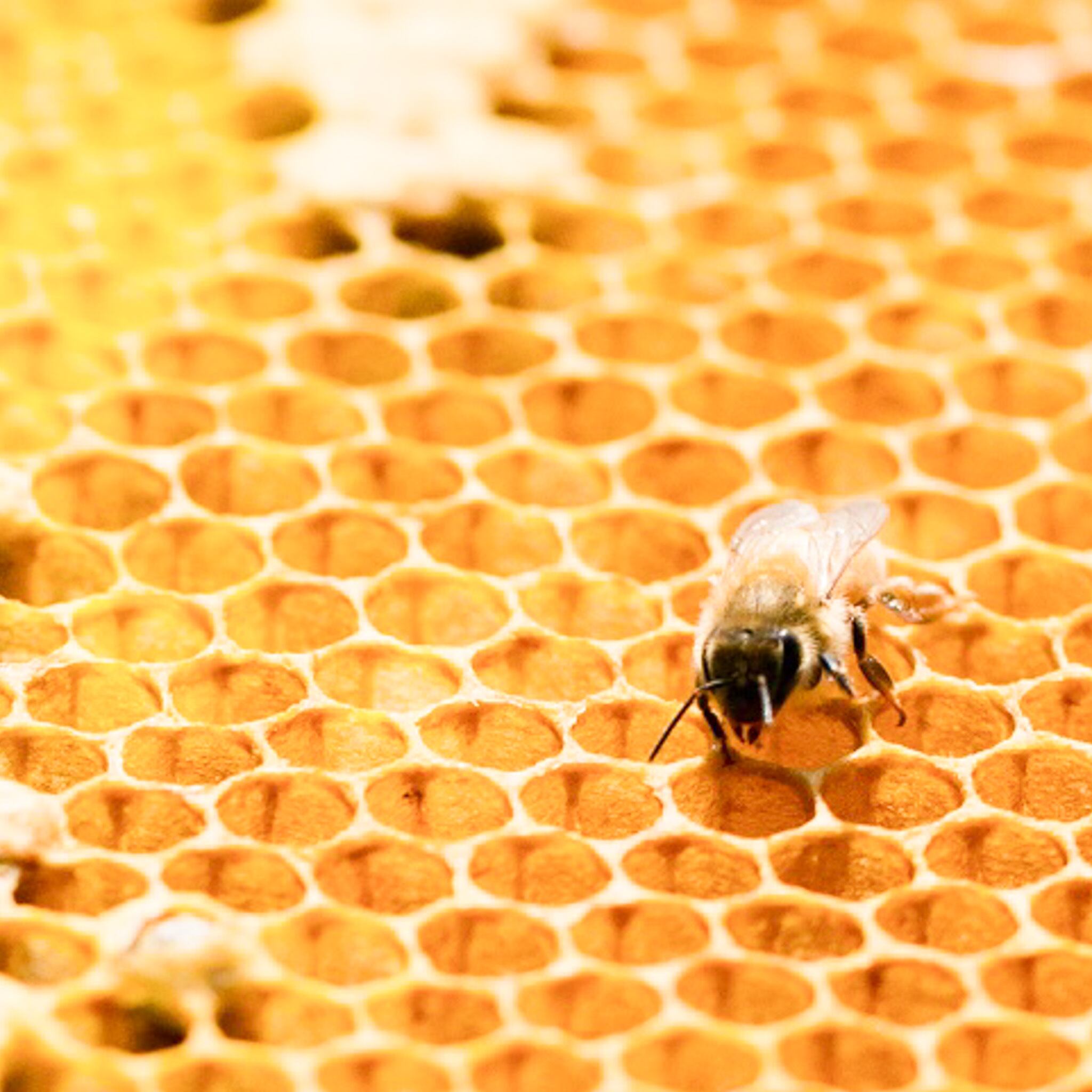 5月の蜜 125g 都市養蜂 生はちみつ ※金箱入り | OSAKAHONEY