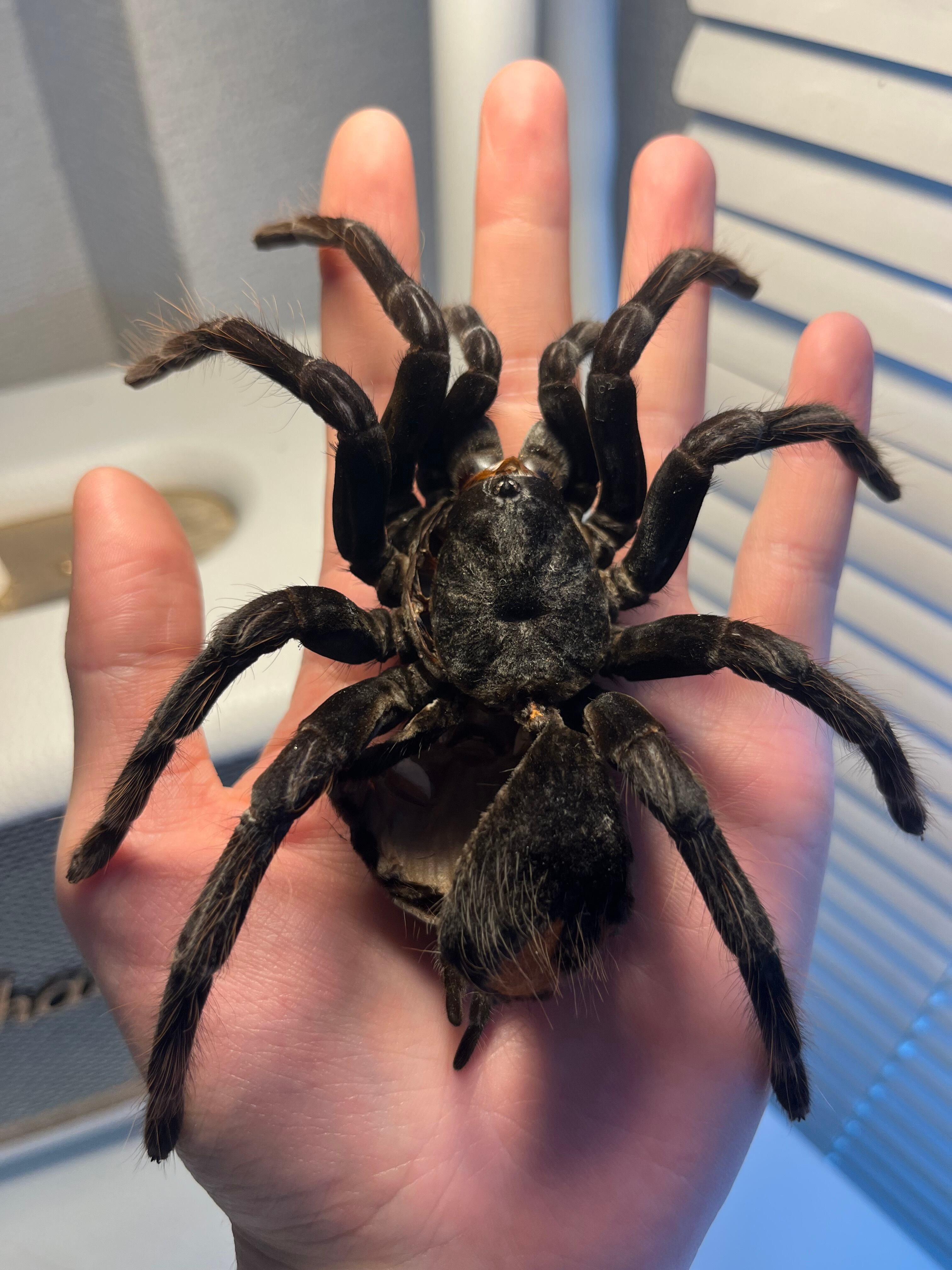 標本】ラスティレッドハンツマン トゥルースパイダーマンティスムカデ