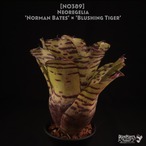 【送料無料】Neoregelia 'Norman Bates' x 'Blushing Tiger'〔ネオレゲリア〕現品発送N0389