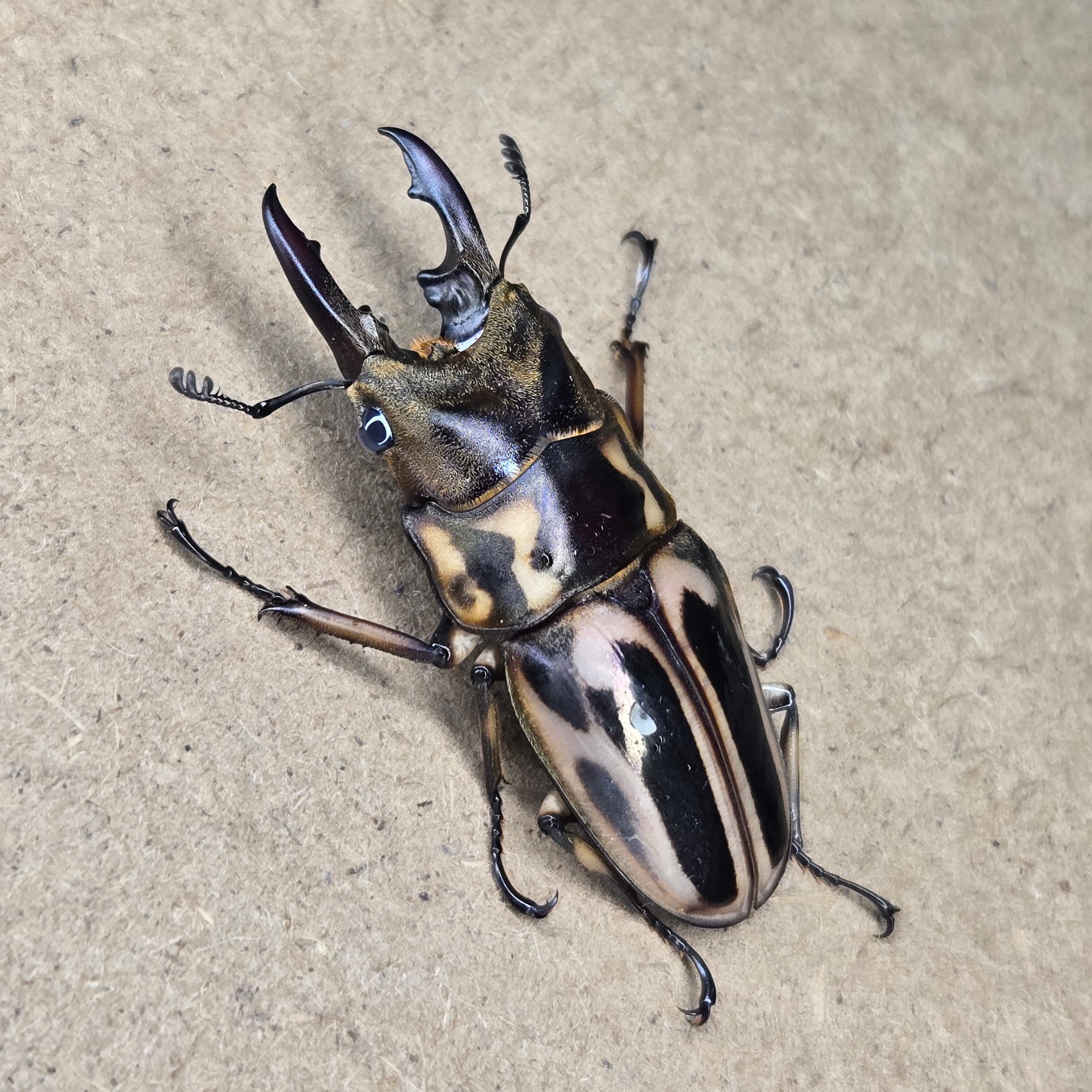121mm】タイタンオオウスバカミキリ カブトムシクワガタハナムグリ