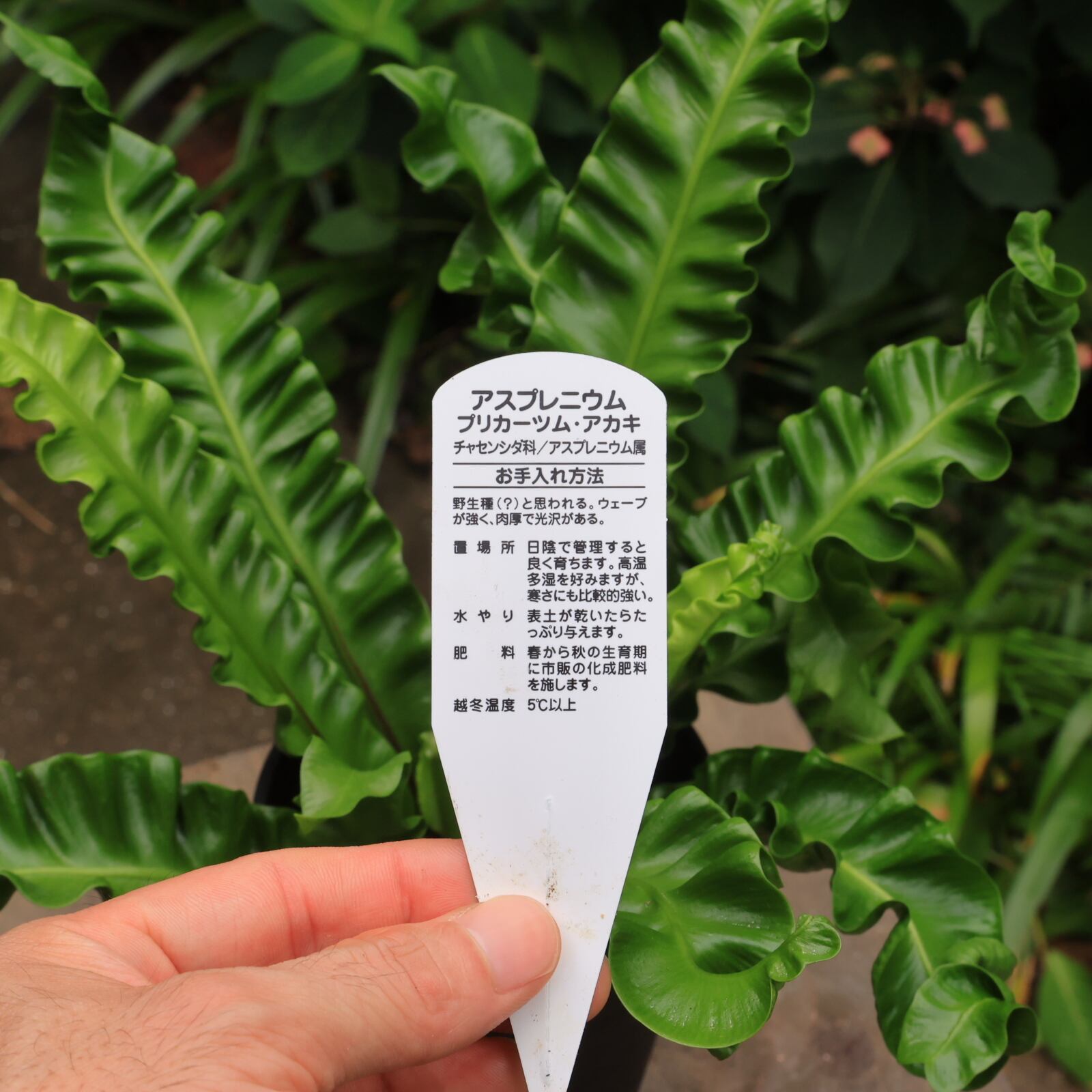 アスプレニウム プリカーツム アカキ 多湿を好むシダ植物 美しいウェーブが人気 手入れが楽 4号 | 【公式】シャン・ド・フルール｜鹿児島の花 ...