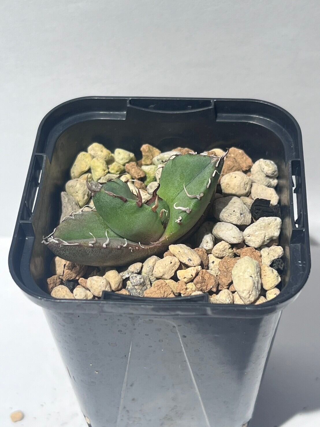 【 A-13 】oteroi seedling ①