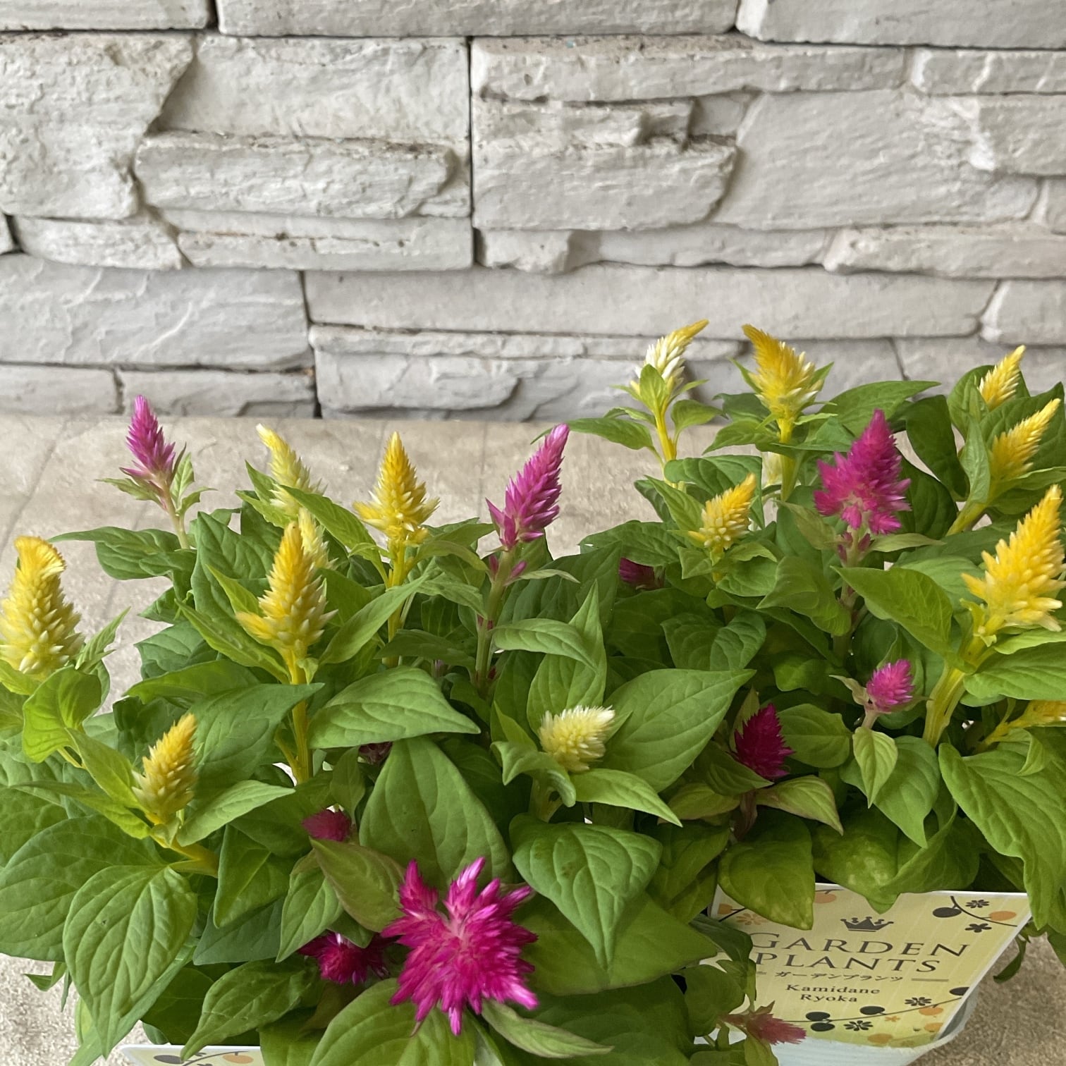 スモークツリー 白花 接木 6寸鉢 | 橋本種苗園