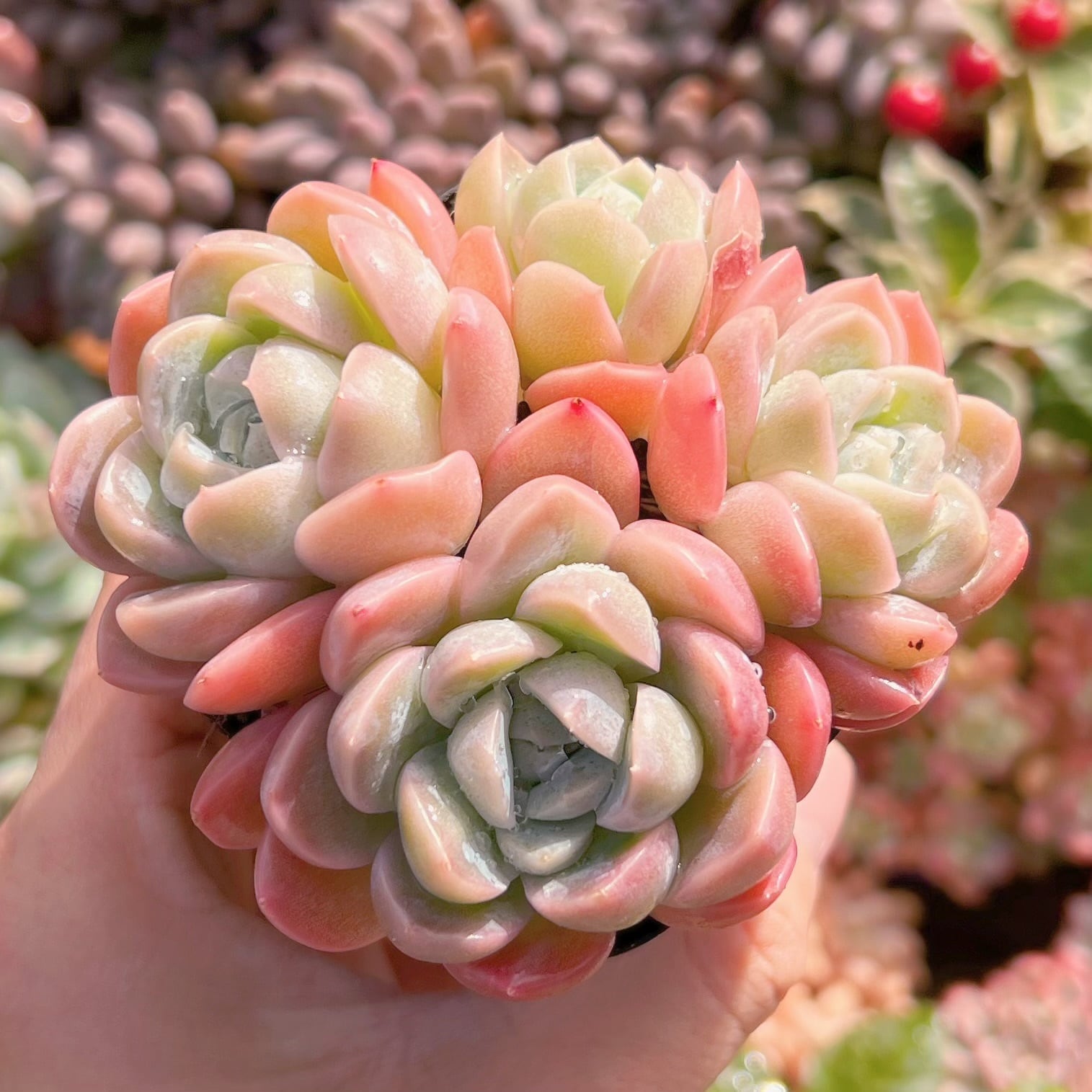 現品　苺大福#615　群生　新入荷　るる農園