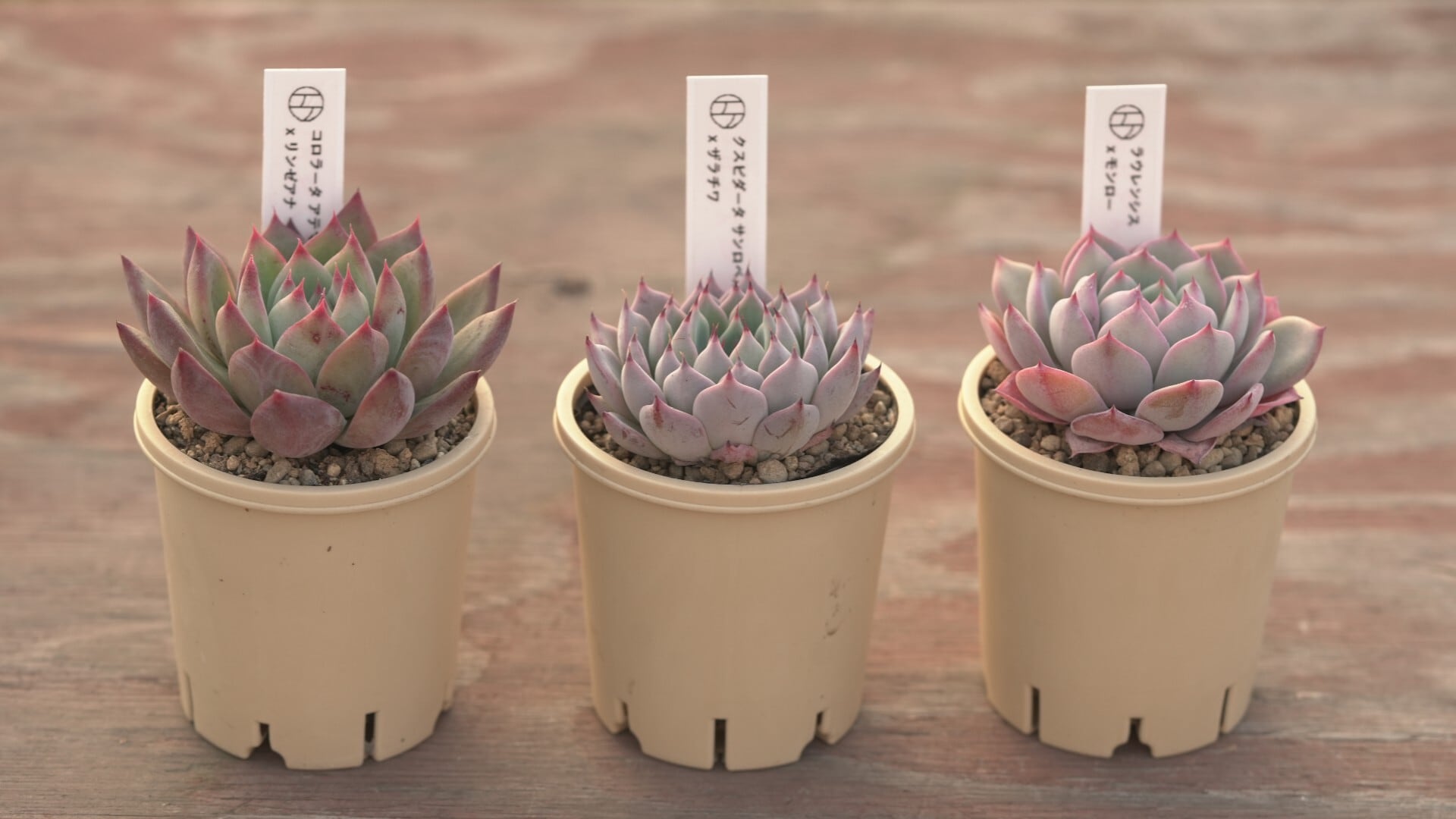 Bセット エケ苗3種セット | クアトロ