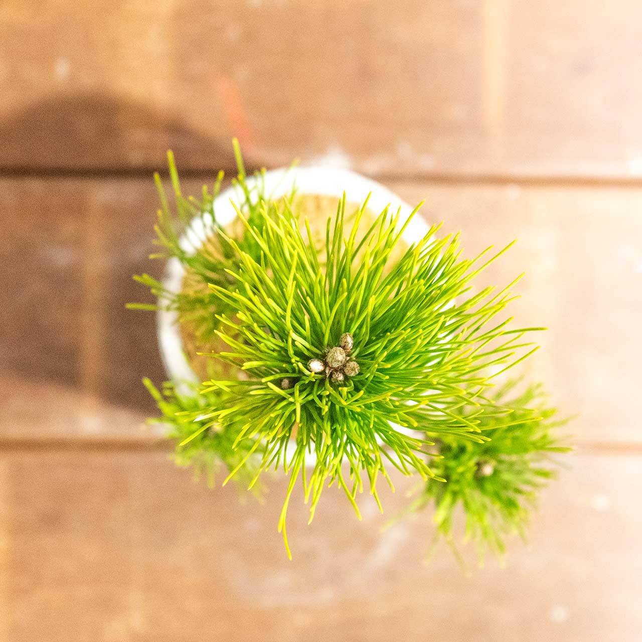 和モダン インテリア 盆栽 八ツ房黒松 モルタル鉢 セット 黒松 ミニ盆栽 卓上サイズ【虫発生抑制】