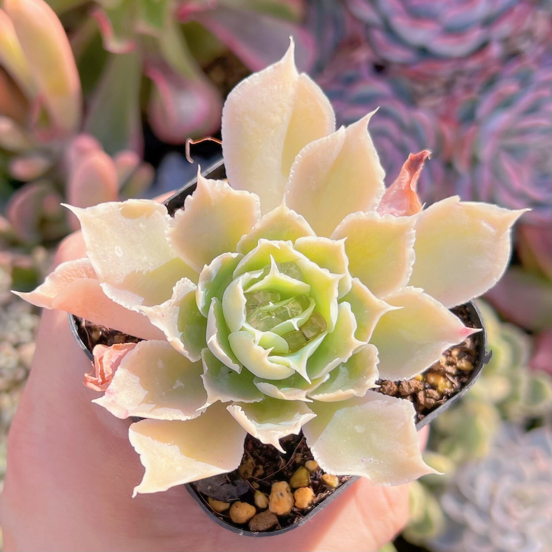 現品　シムランス#787　るる農園