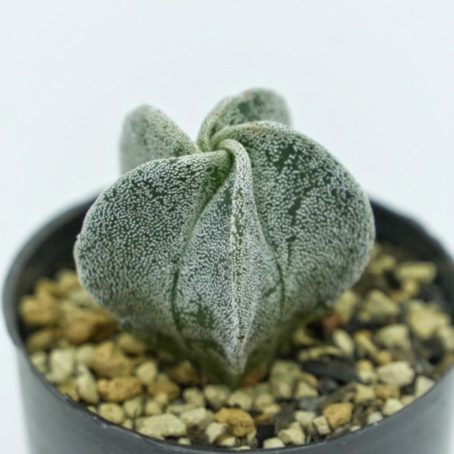 ころもけ®サボテン　ランポー玉