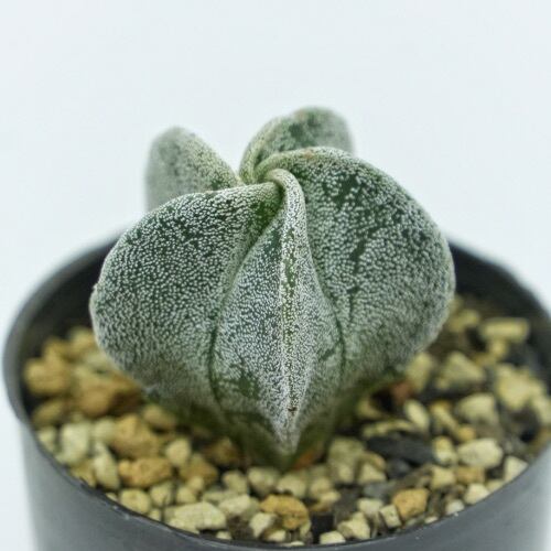 ころもけ®サボテン ランポー玉