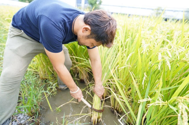 ★★令和７年産新米[精米:5kg]KawauFarmsのうまい米★★