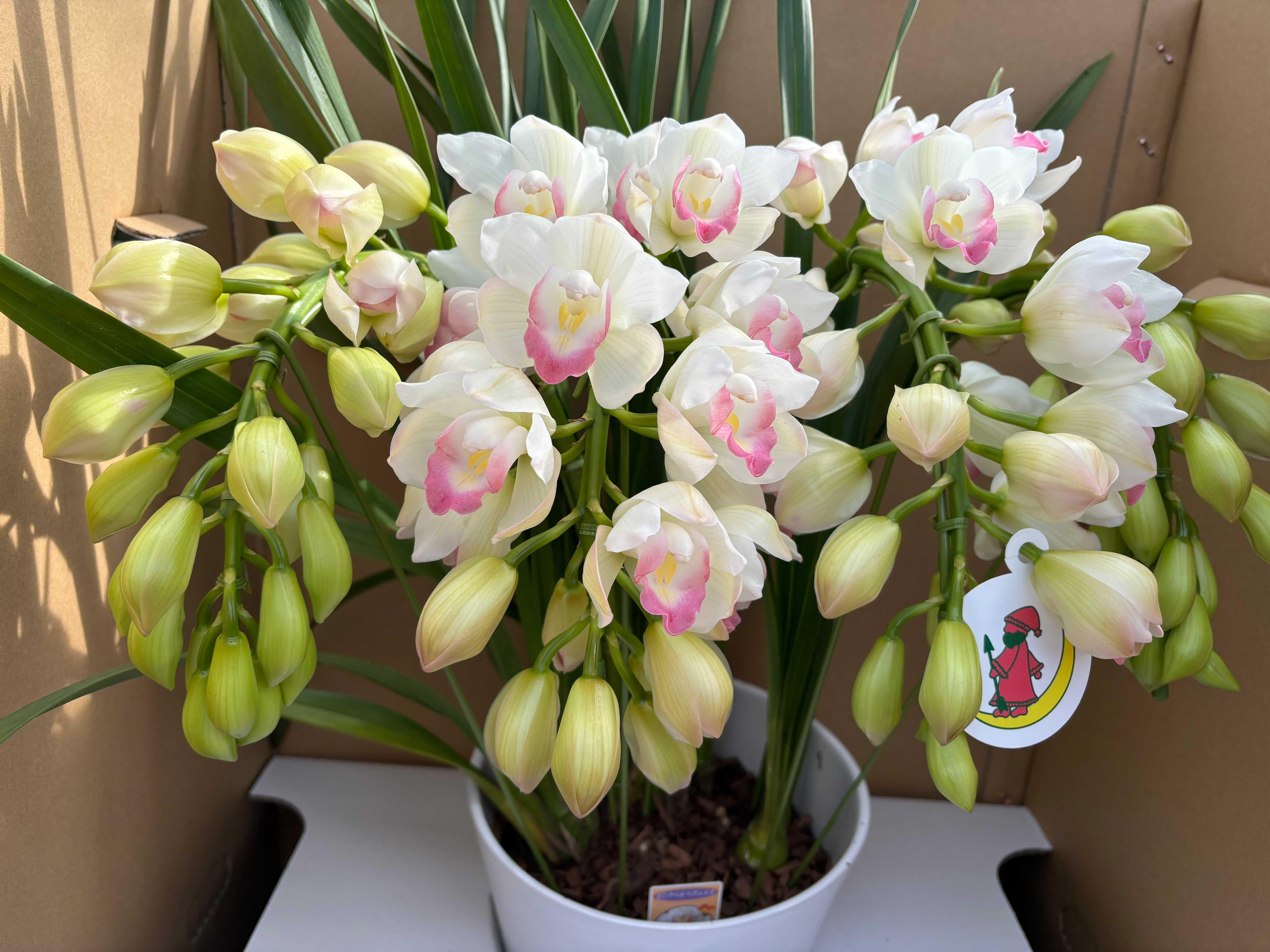 シンビジュームアーチ | ファーム小瀬