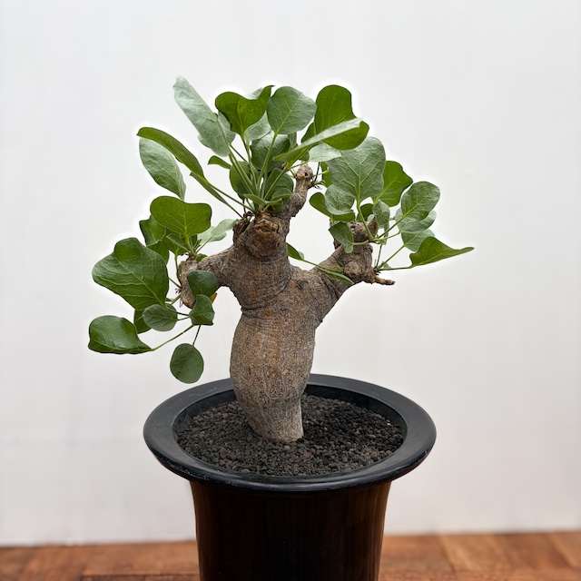 Commiphora drakebrockmanii【コミフォラ・ドレイクブロックマニー】