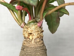 ユーフォルビア フィッシュボーン