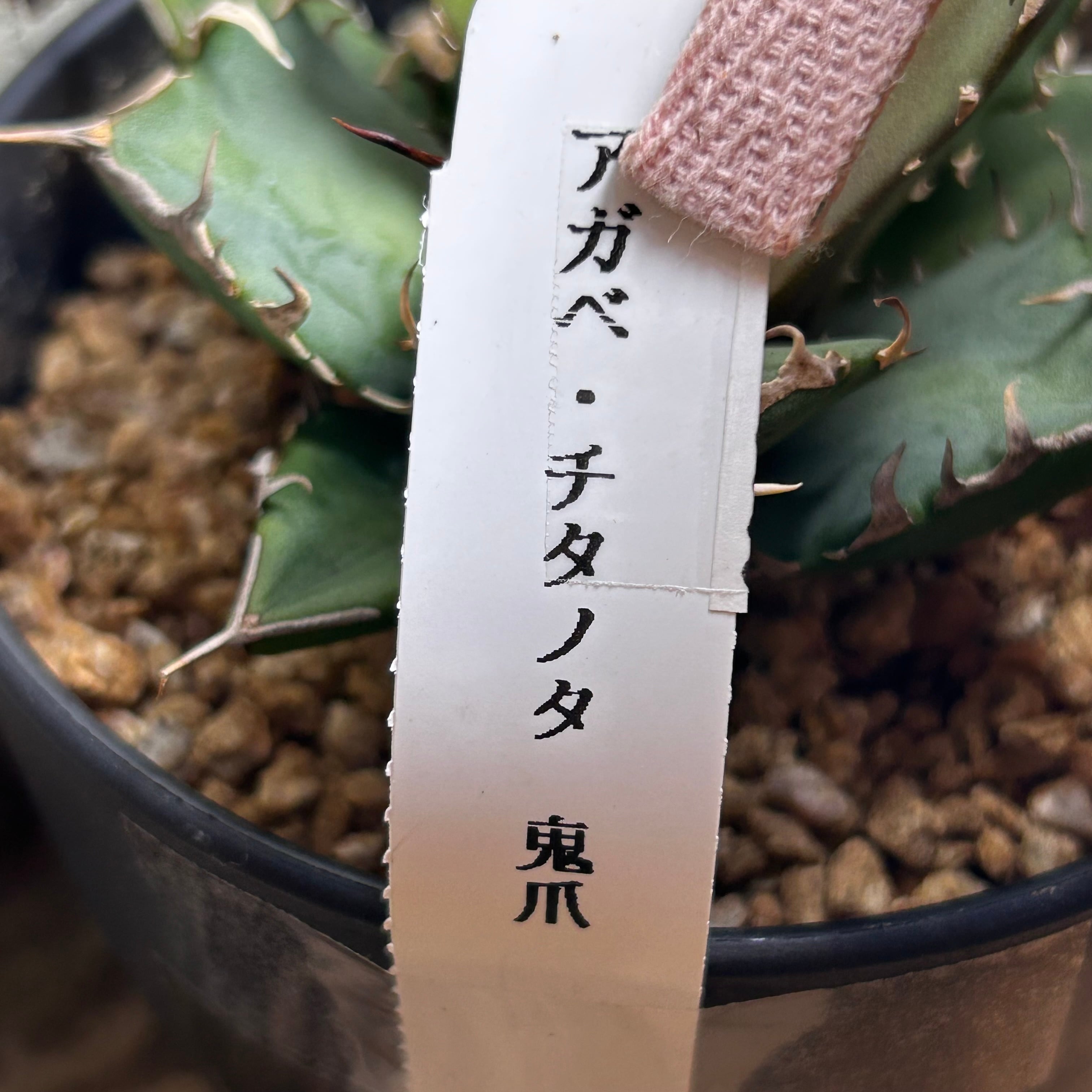 T)アガベ チタノタ 鬼爪(夏型) | RuPo 多肉植物専門店