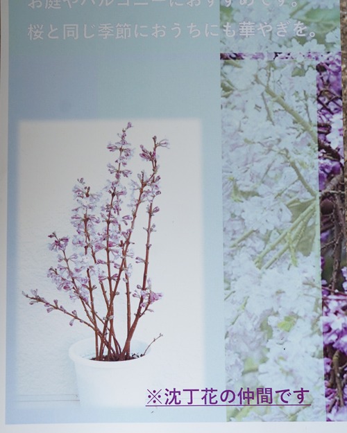 長寿桜　４号　（丈30cm程度）