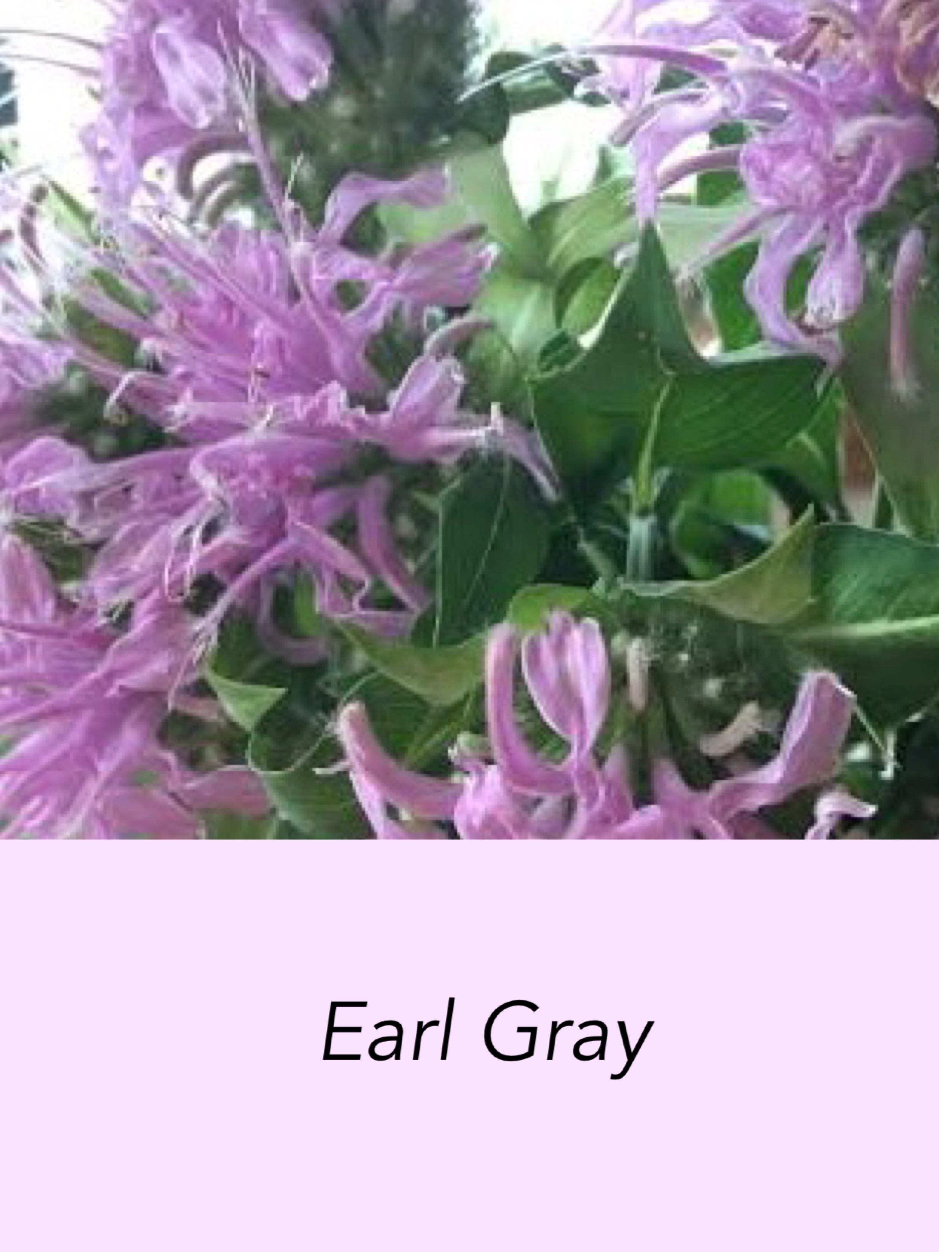 Leluxe Earl Grey 100g袋入