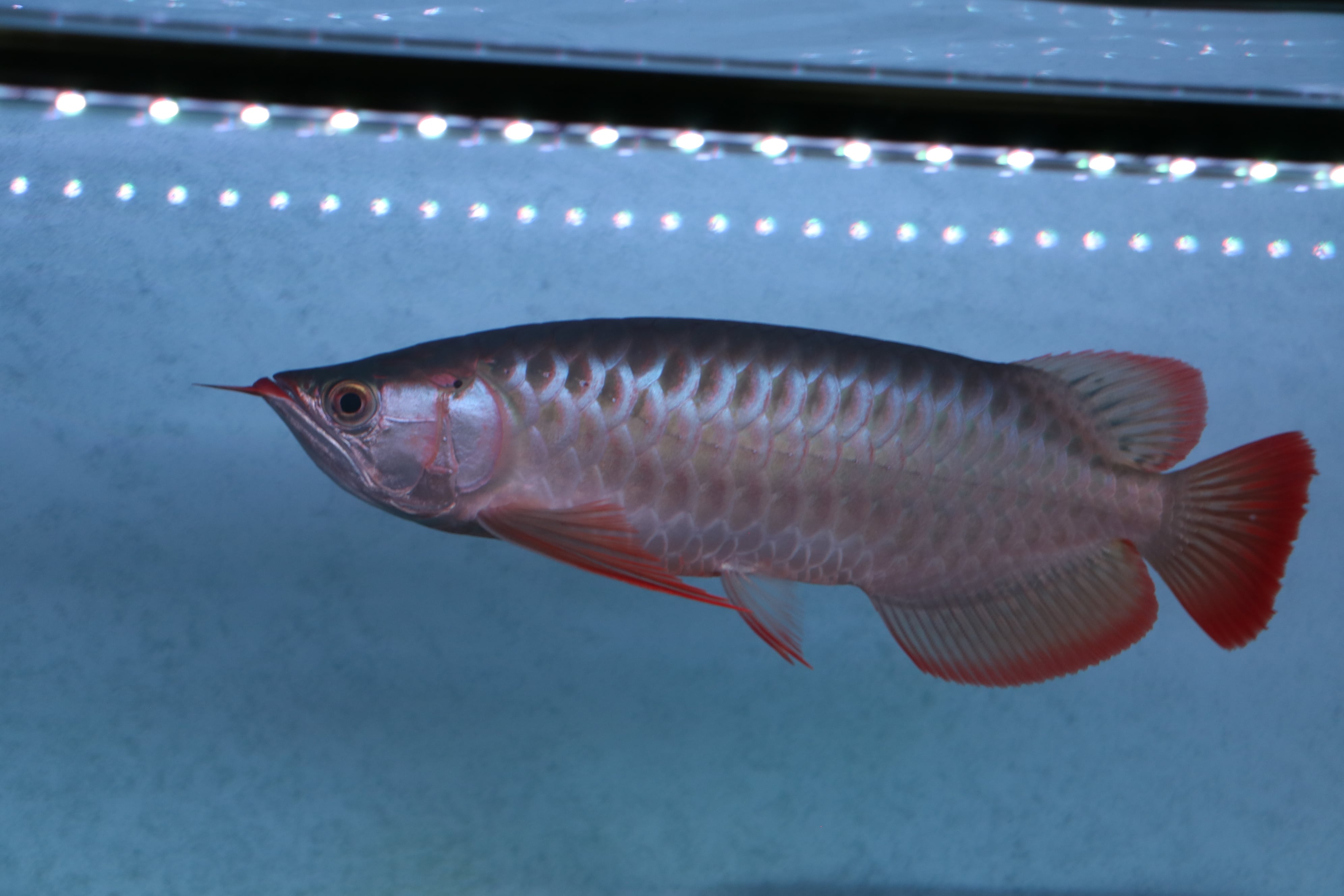 スーパーレッドコウタイ飼い込み 個体 28cm ぐらい 多分 ペアになってます アクアリウム 古代魚 ポリプテルス アロワナ スネークヘッド ライト スーパーレッドコウタイ飼い込み 個体 28cm ぐらい 多分 ペアになって