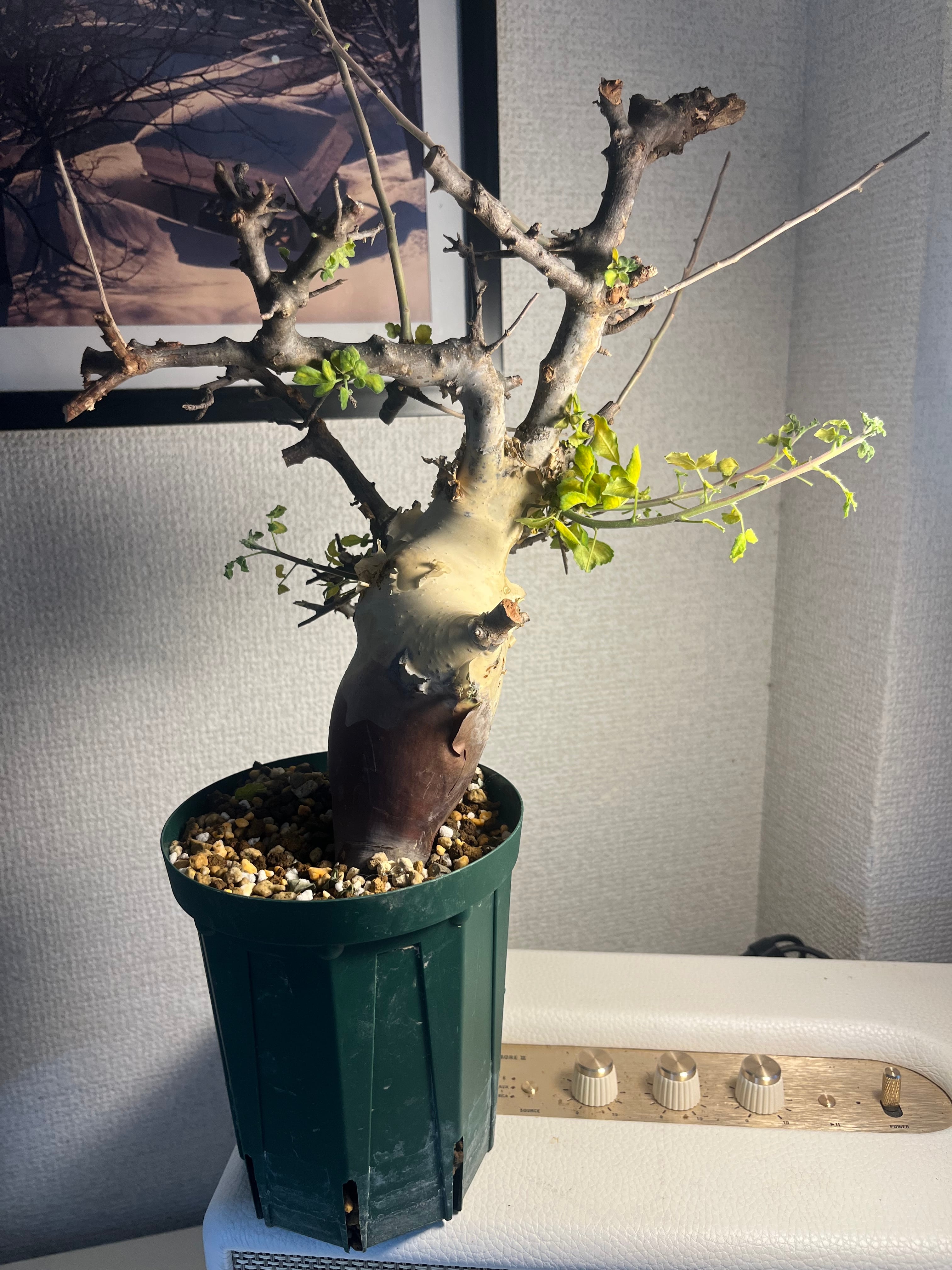 【幻ノ灌木】コミフォラ ドレイクブロックマニー 塊根植物灌木植物パキポディウム 幻ノ灌木】コミフォラ ドレイクブロックマニー 塊根植物 灌木植物