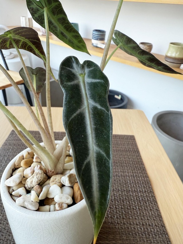 アロカシア・バンビーノ